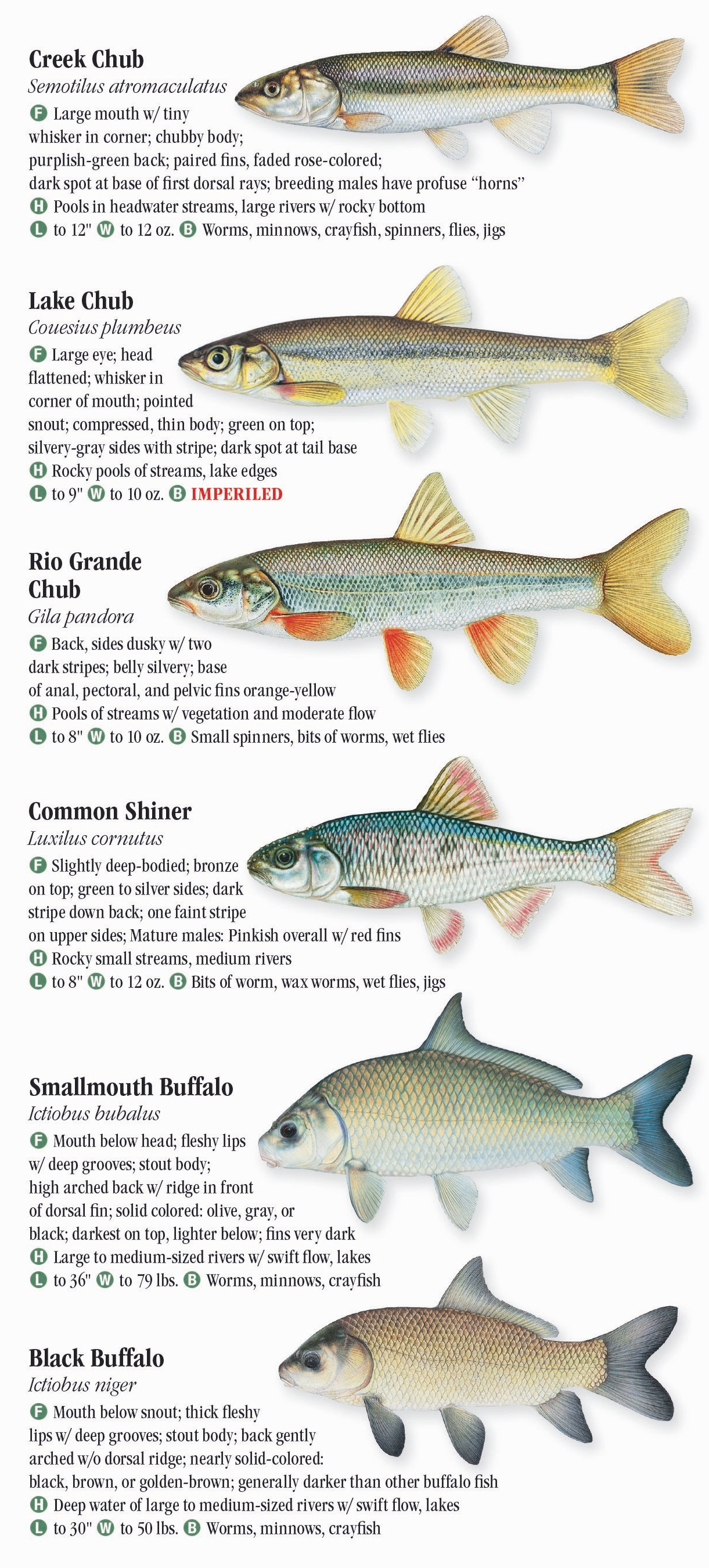 Freshwater Fishes of the Southern Rocky Mountains – Quick Reference ...