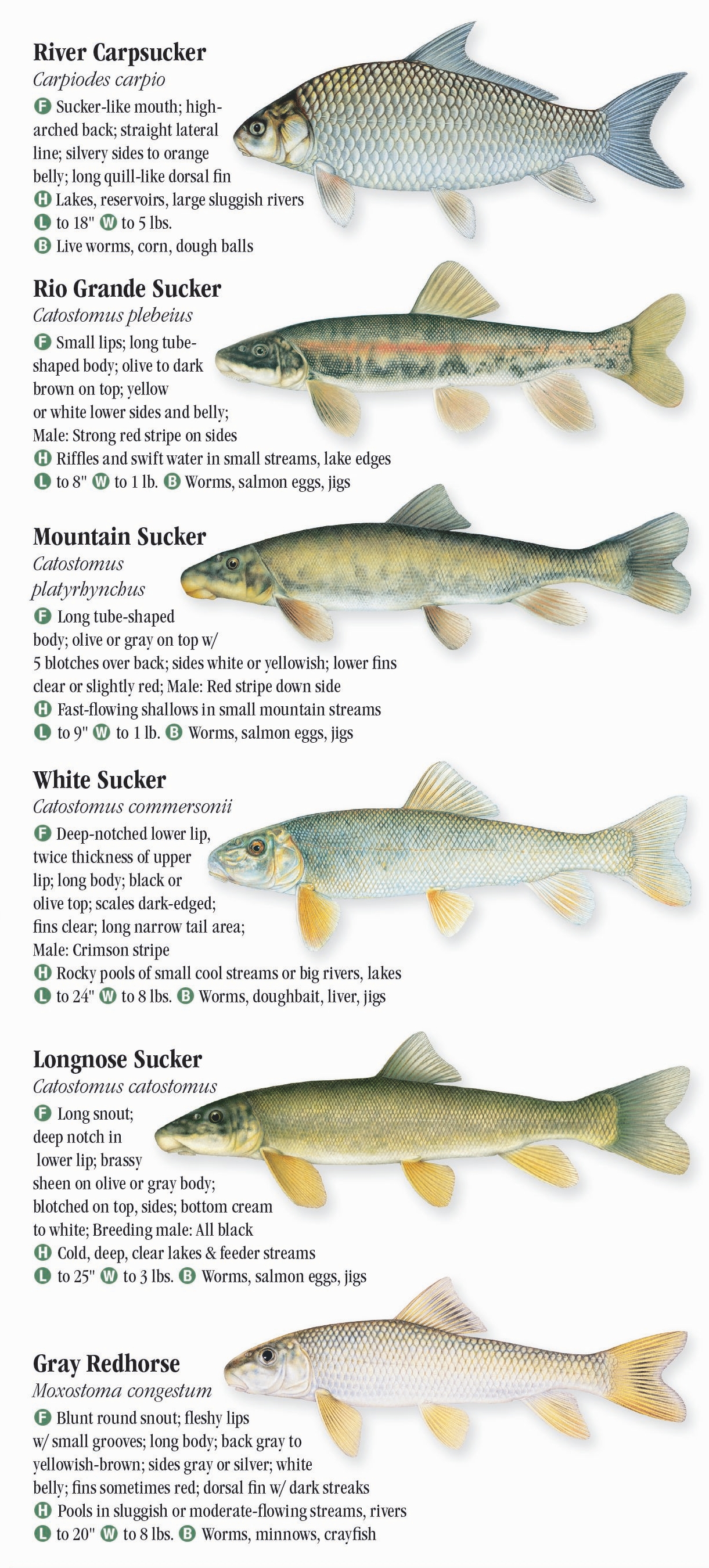 Freshwater Fishes of the Southern Rocky Mountains – Quick Reference ...