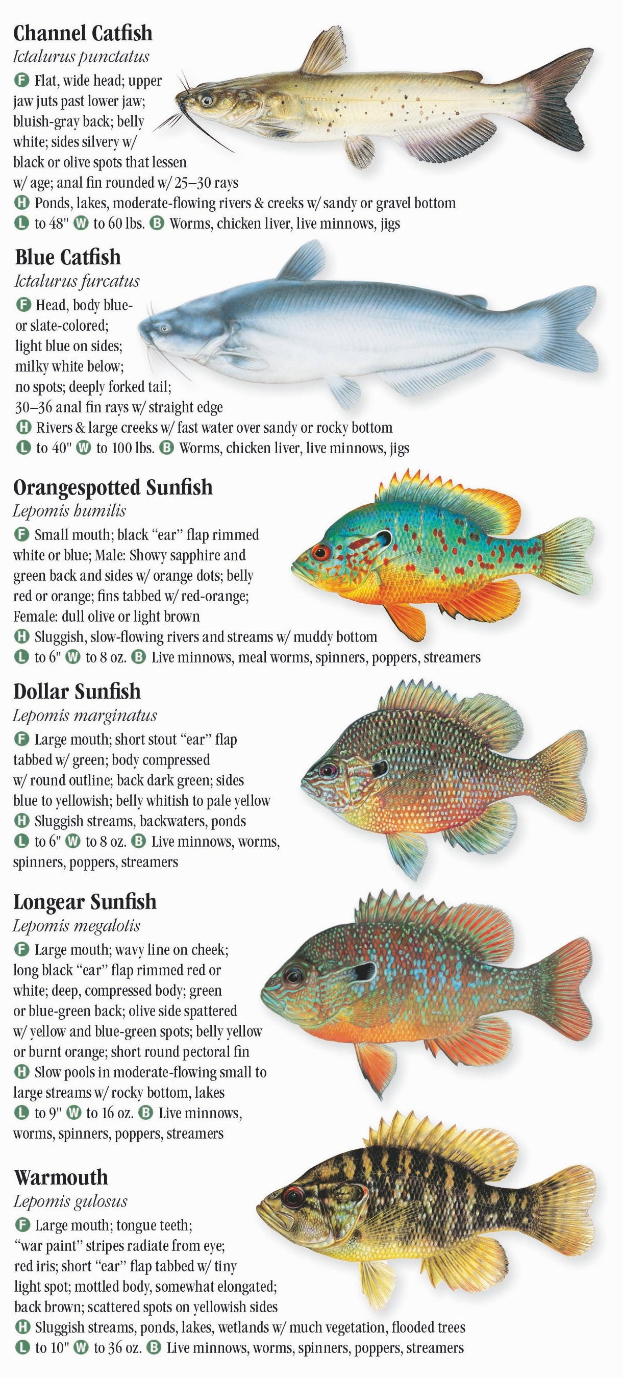 Freshwater Fishes Of The Southern Rocky Mountains – Quick Reference 