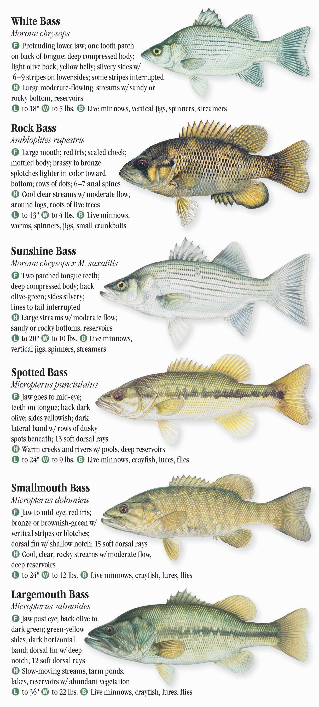 Freshwater Fishes of the Southern Rocky Mountains – Quick Reference ...