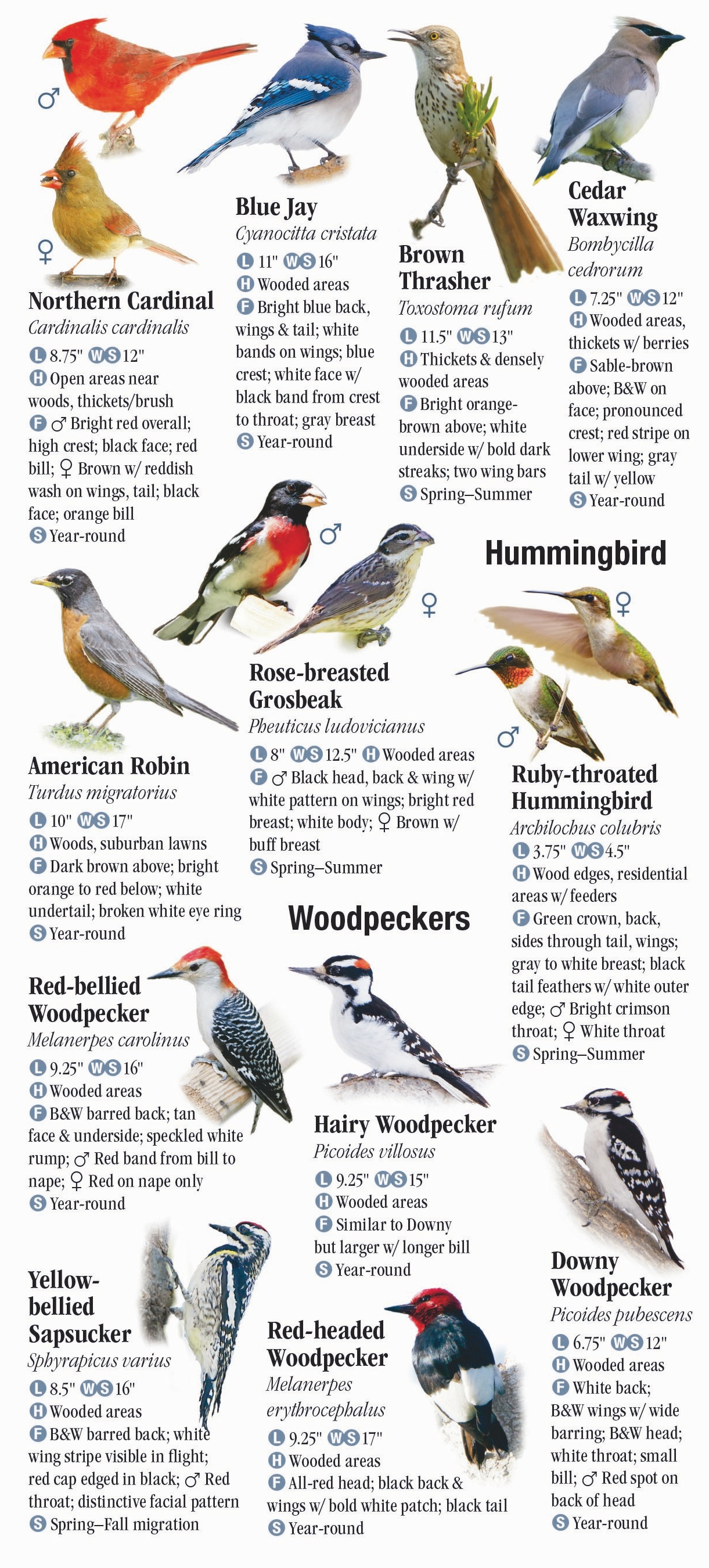 Birds of New York – Quick Reference Publishing