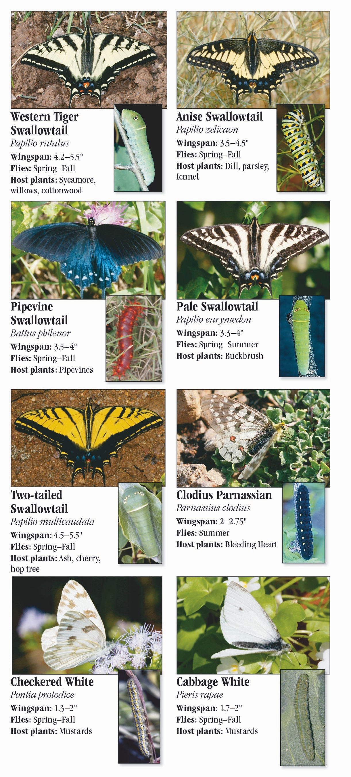 Butterflies Of Central And Northern California – Quick Reference 