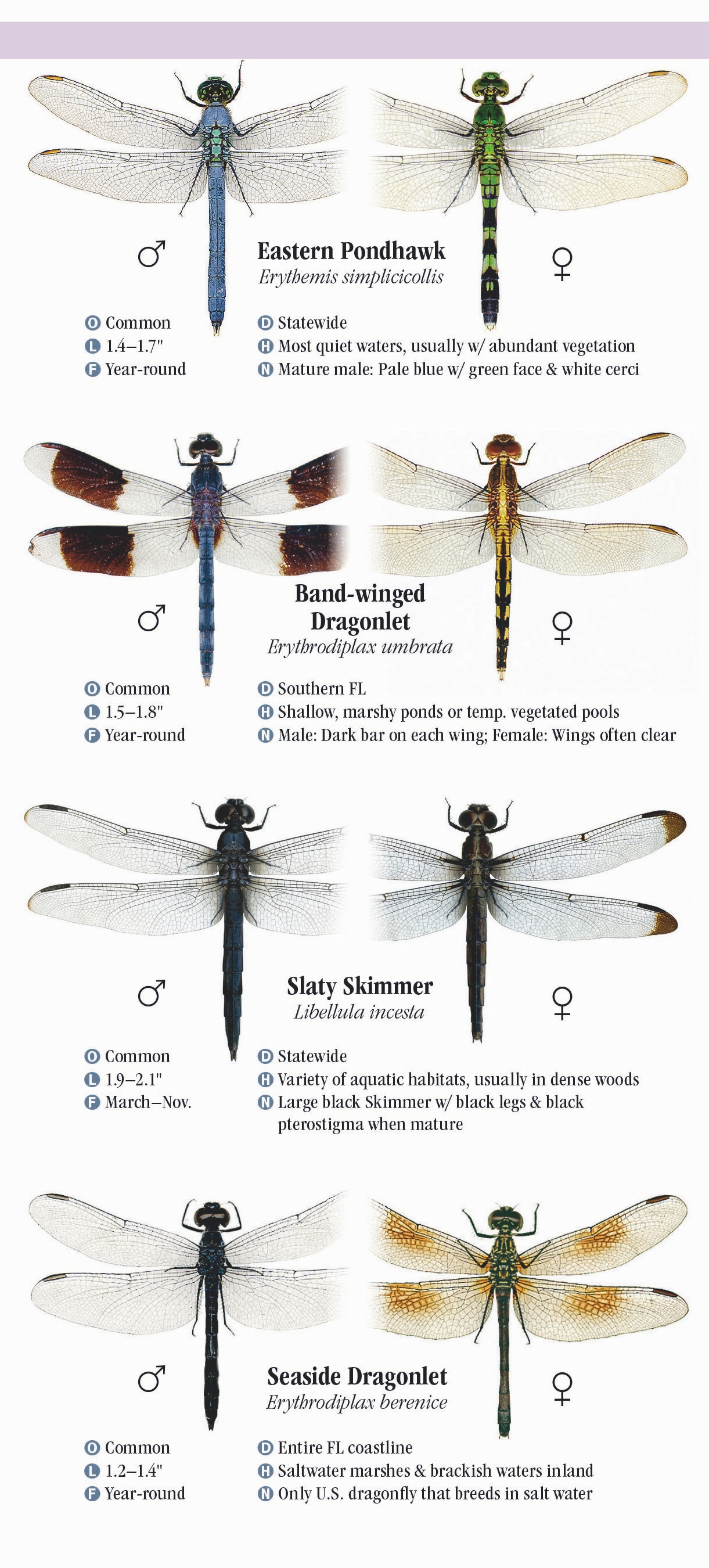 Dragonfly Identification Chart