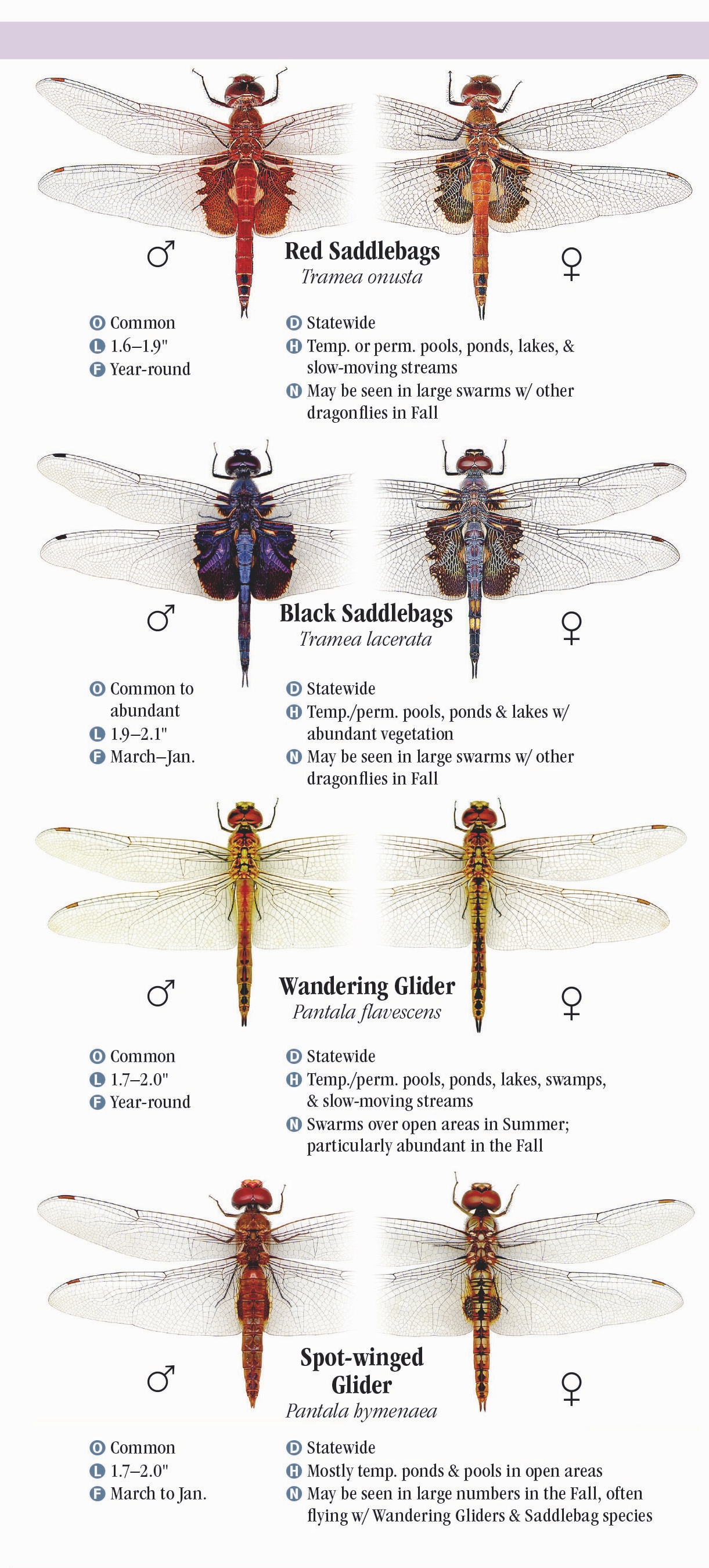 Dragonfly Identification Chart