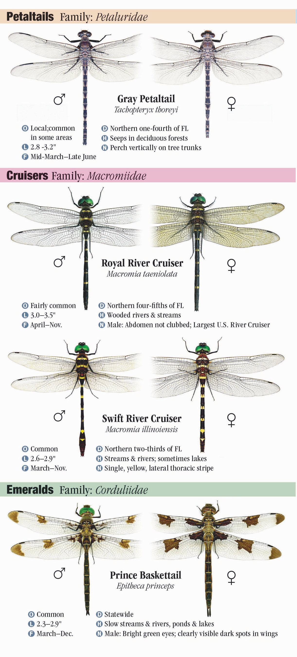 Dragonflies of Florida – Quick Reference Publishing Retail