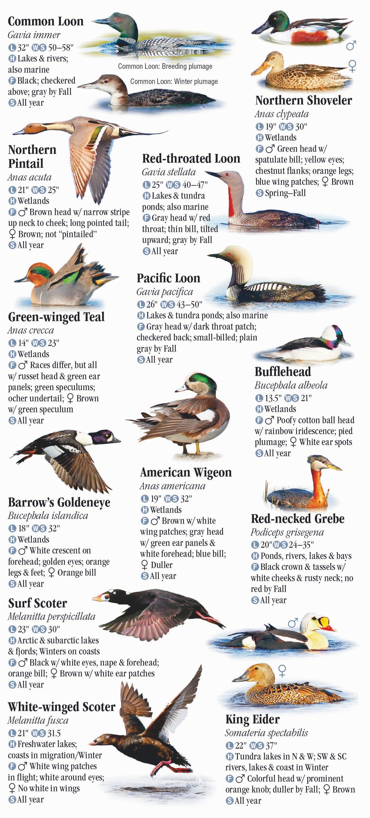 Birds of Alaska – Quick Reference Publishing Retail