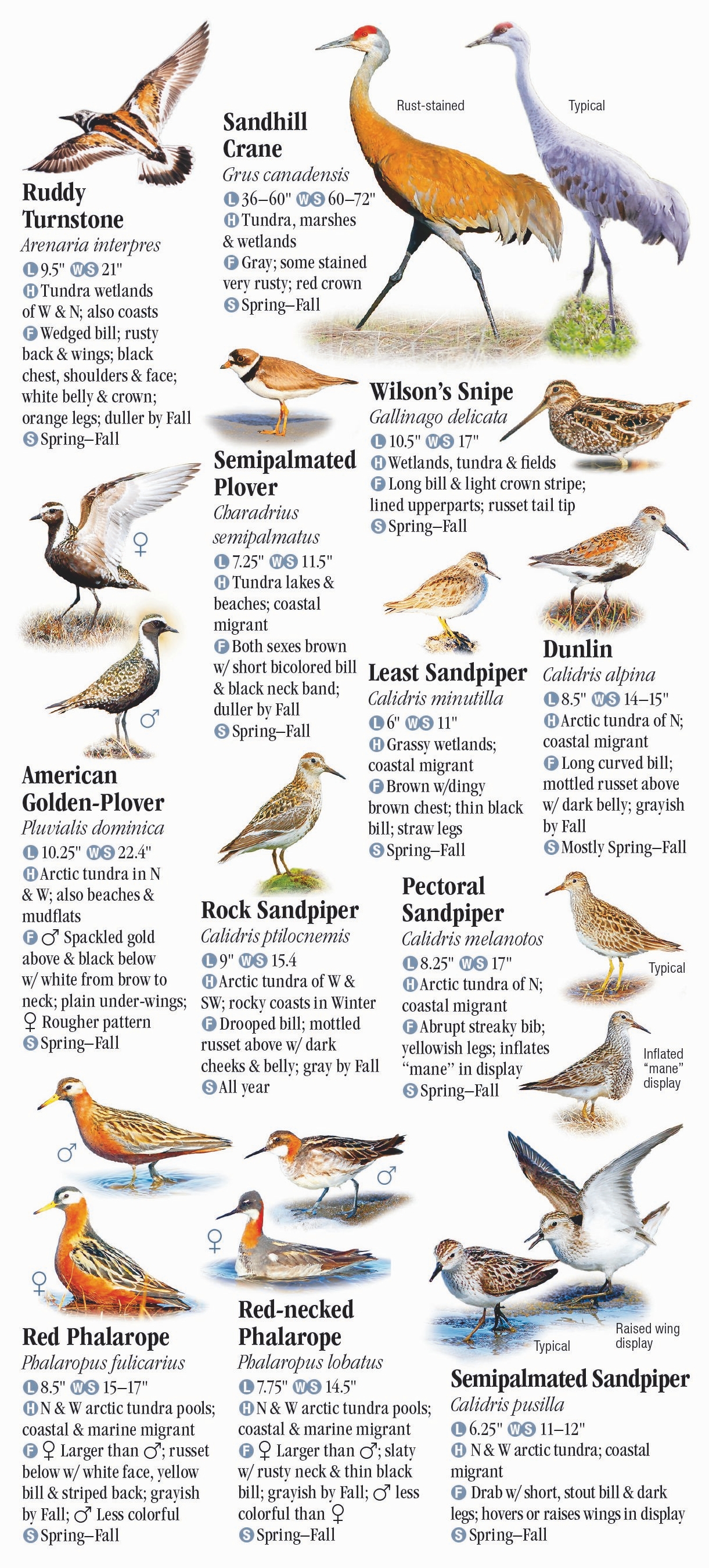 Birds Of Alaska Quick Reference Publishing Retail