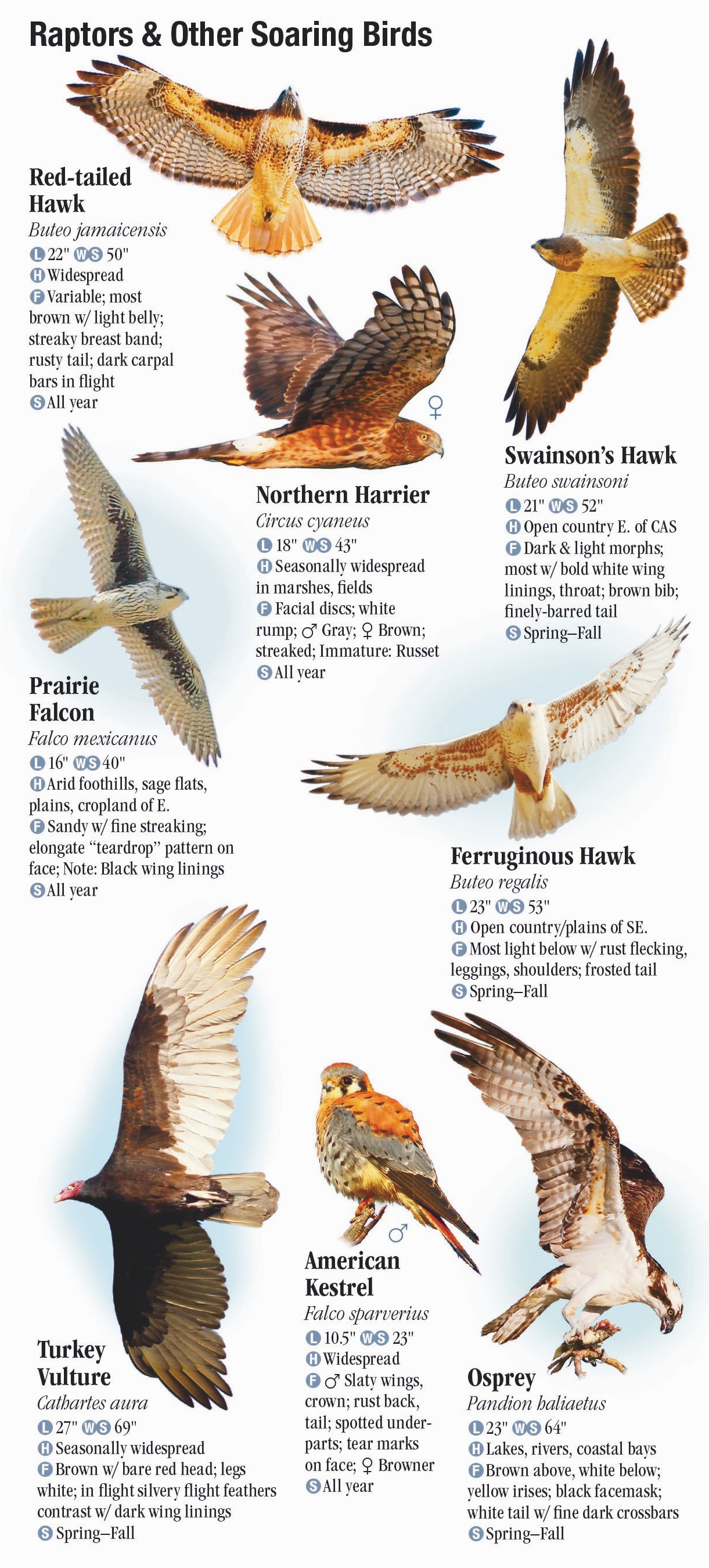 Birds Of Washington – Quick Reference Publishing Retail