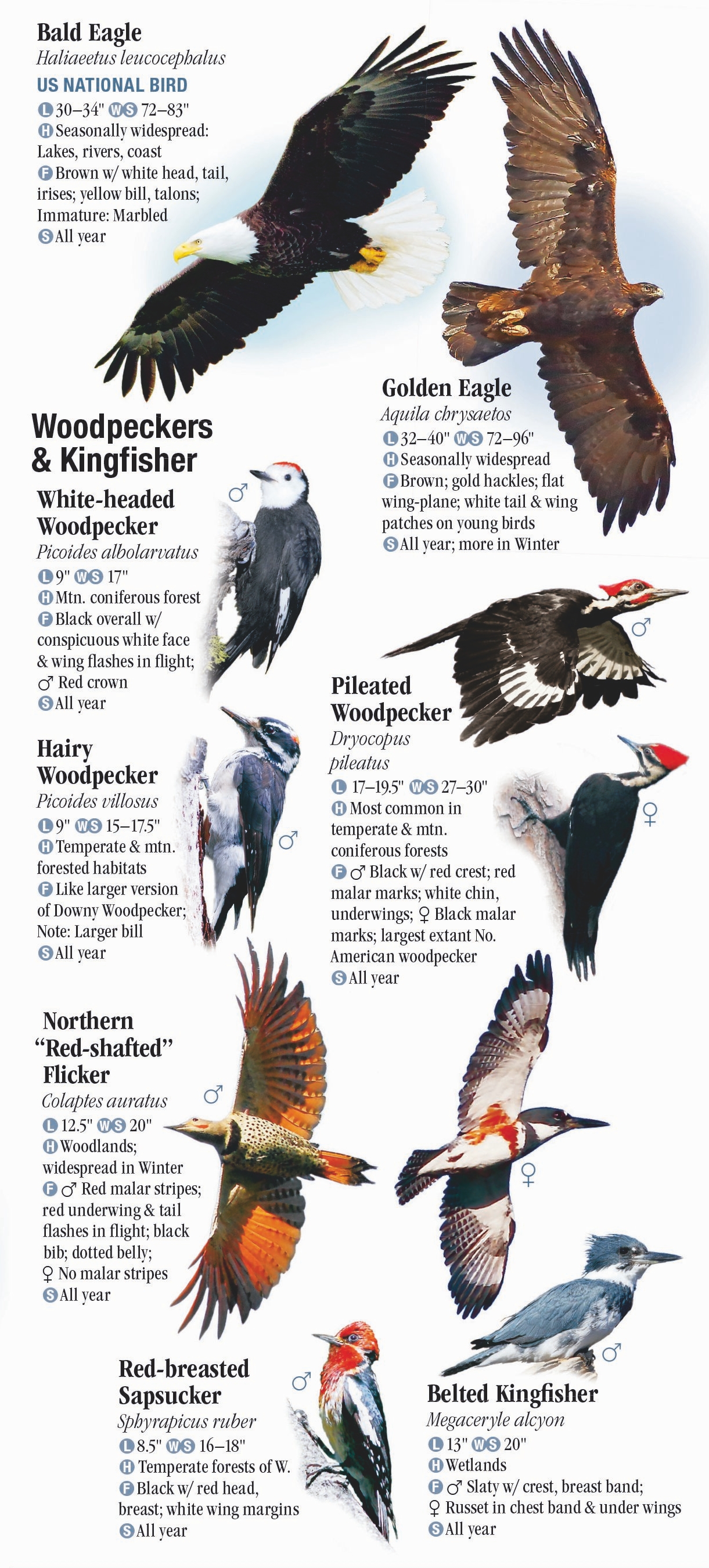 Bird Identification Chart Washington State