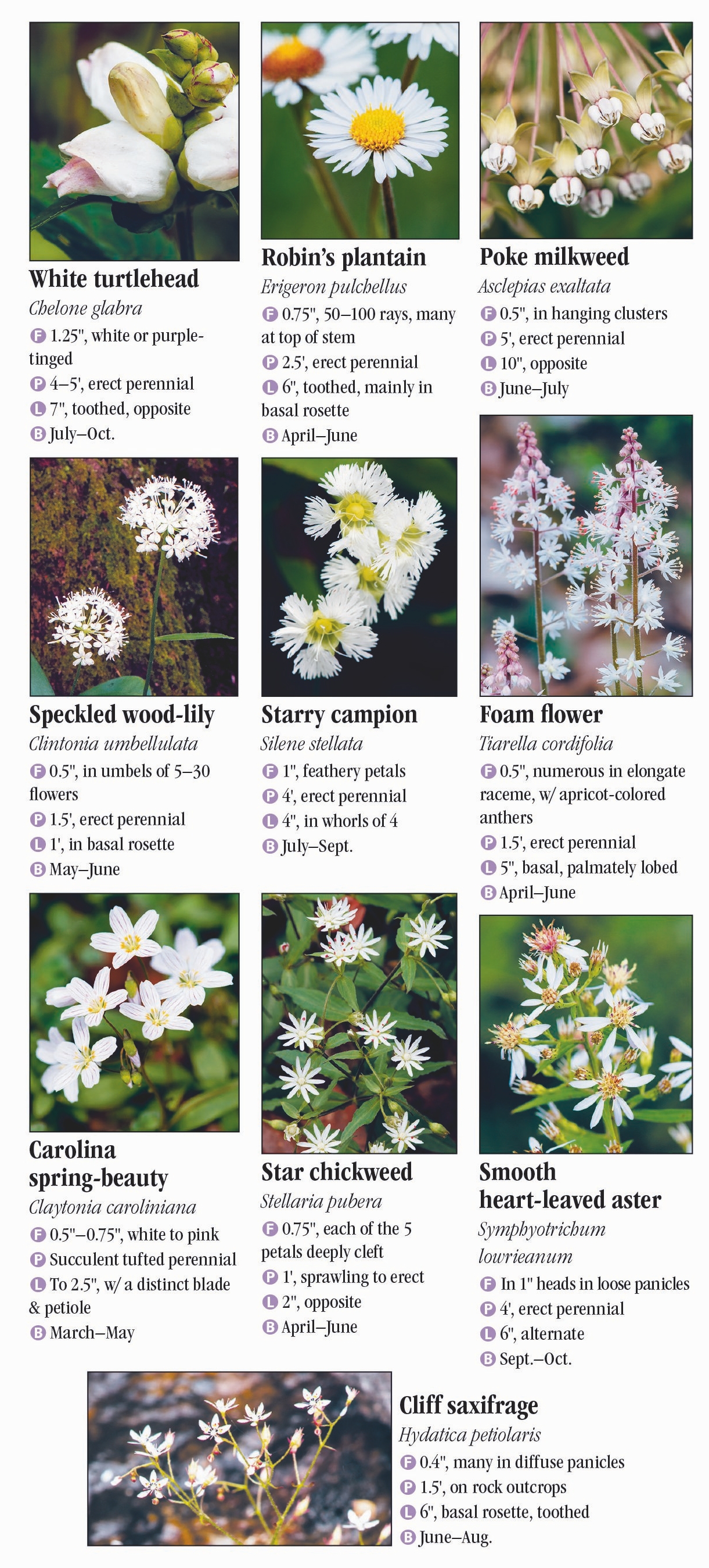 Wildflowers of Appalachia – Quick Reference Publishing Retail