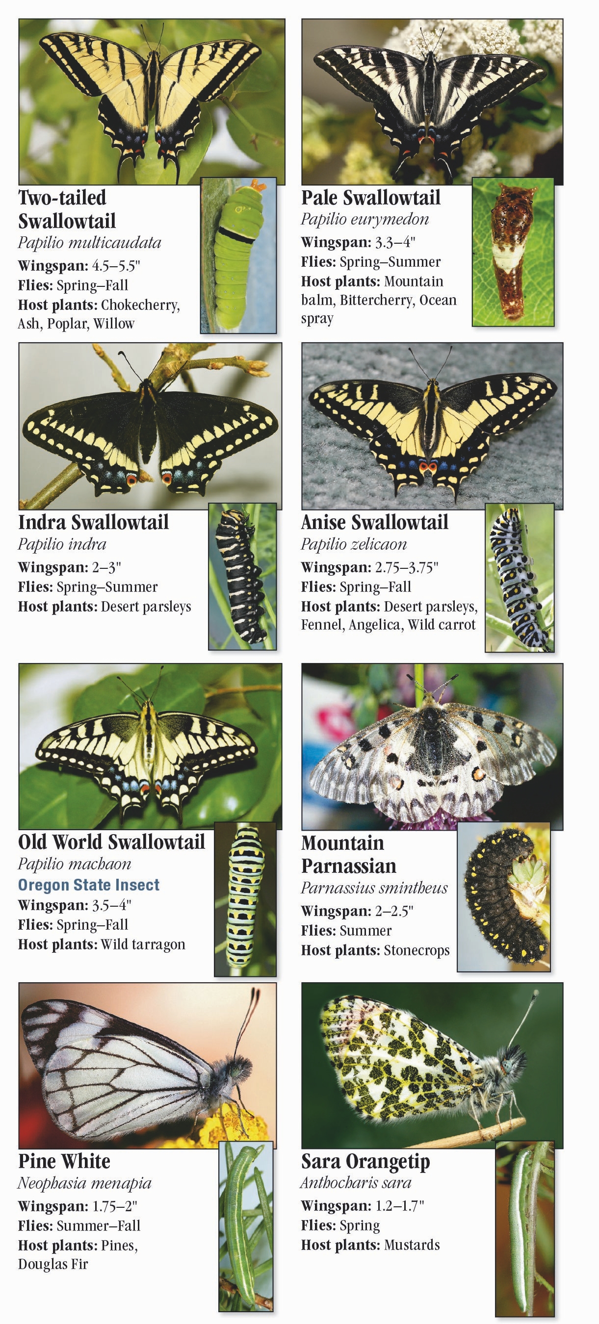 Butterflies of the Pacific Northwest – Quick Reference Publishing Retail