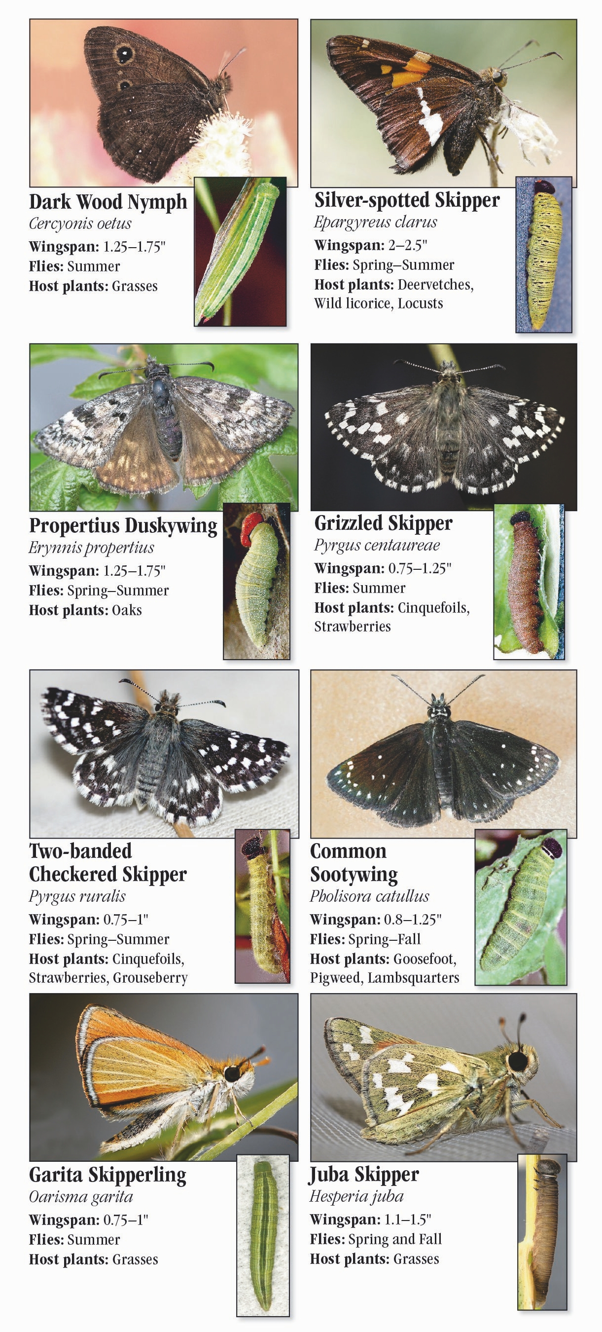 Butterflies of the Pacific Northwest – Quick Reference Publishing Retail