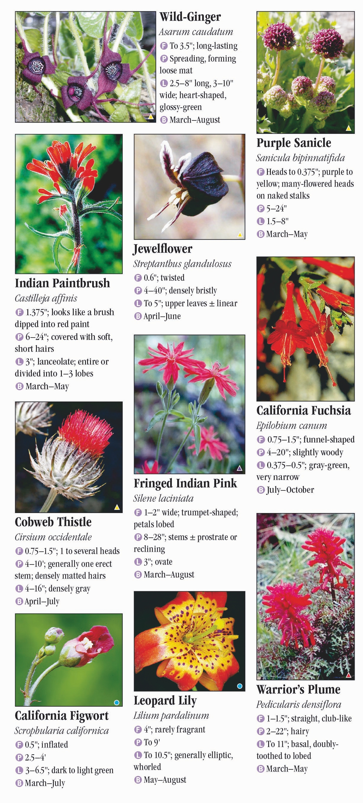 Wildflowers of the San Francisco Bay Area – Quick Reference Publishing ...