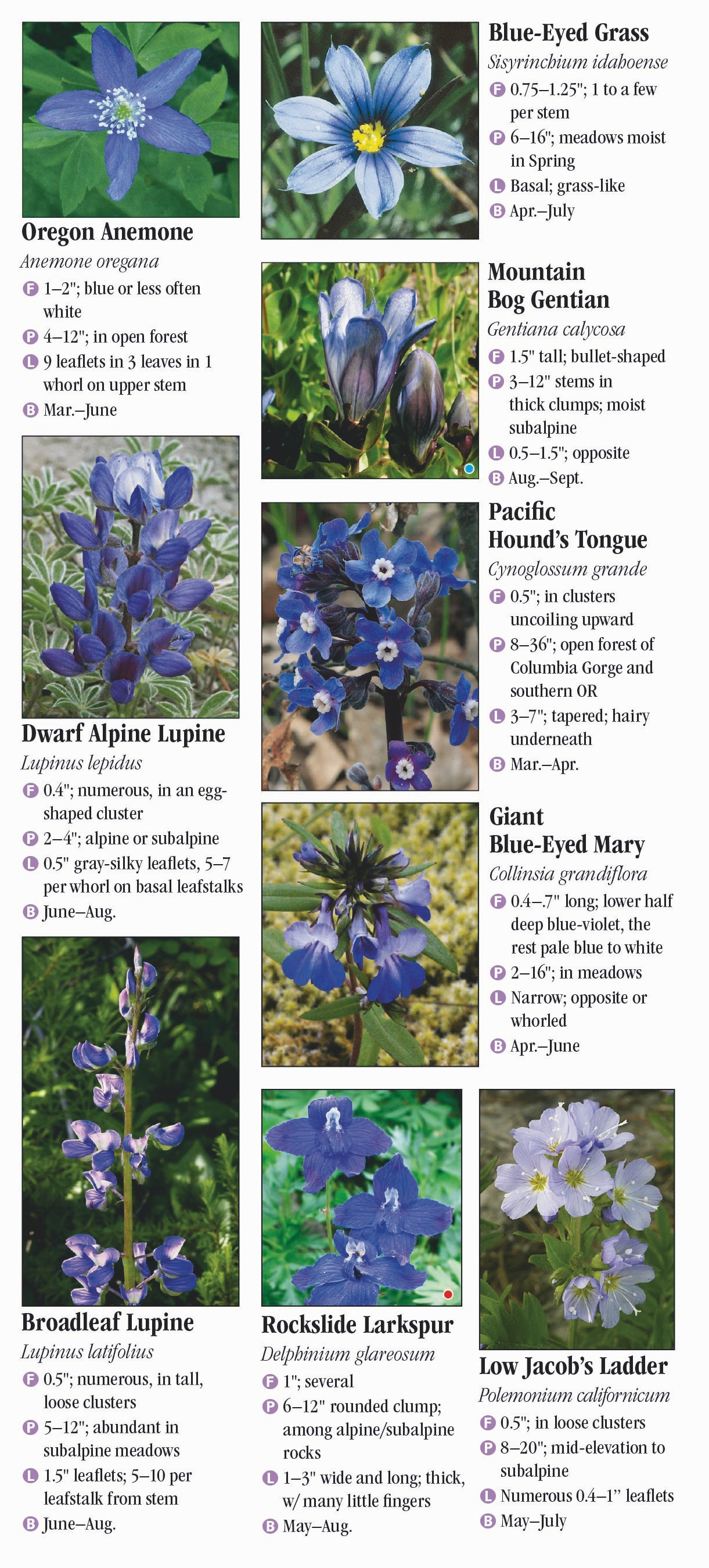 Wildflowers of Oregon’s Cascade Range – Quick Reference Publishing Retail