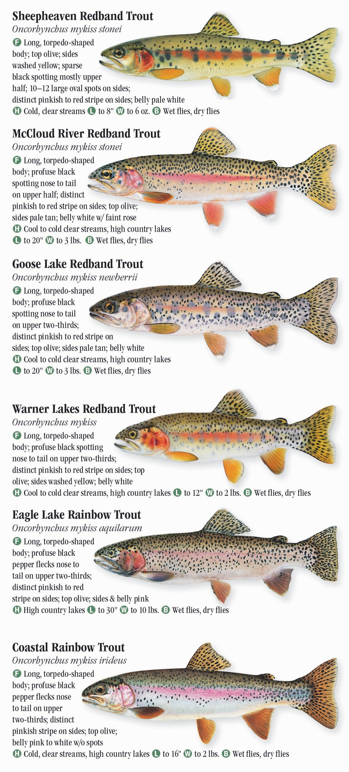 Fresh Water Fishes of Central & Northern California – Quick Reference ...