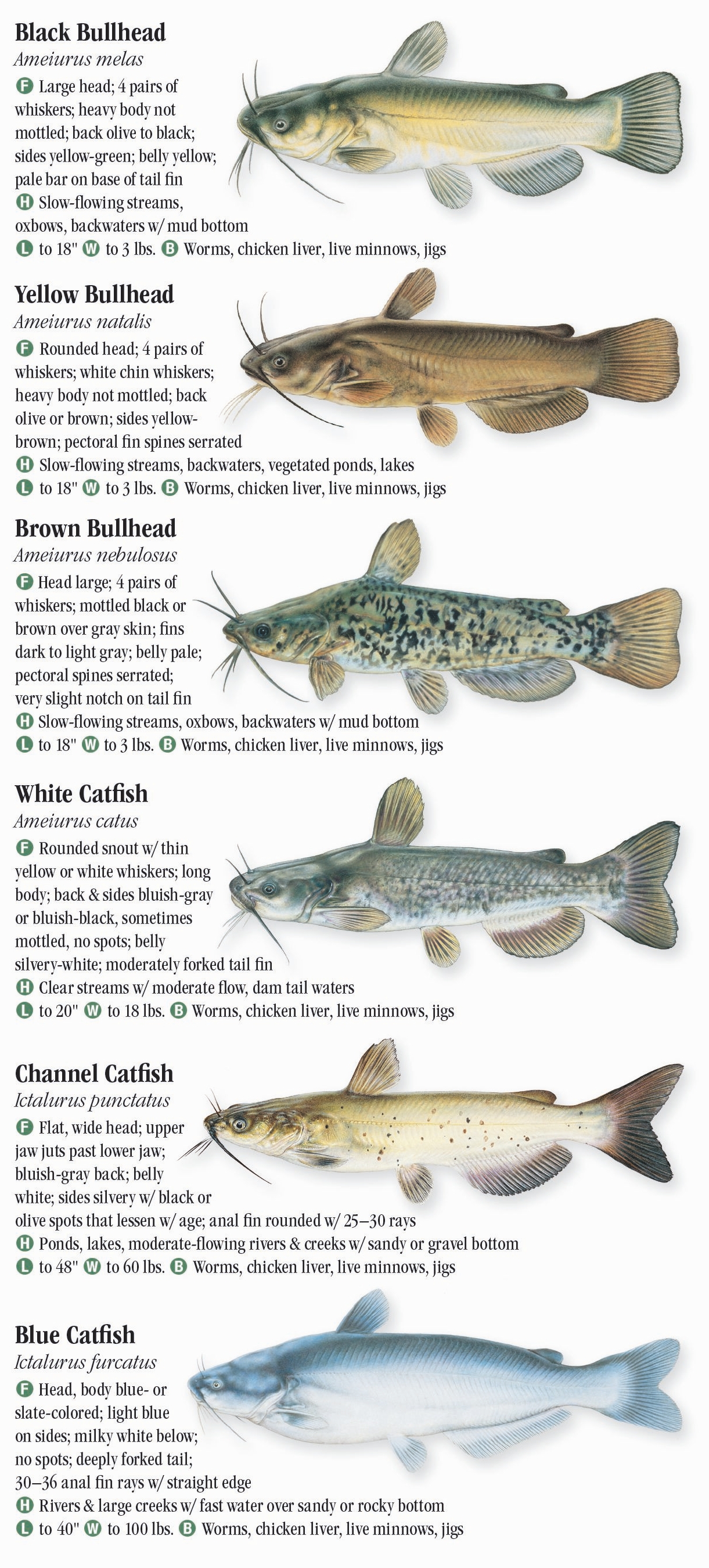 Fresh Water Fishes of Central & Northern California – Quick Reference ...