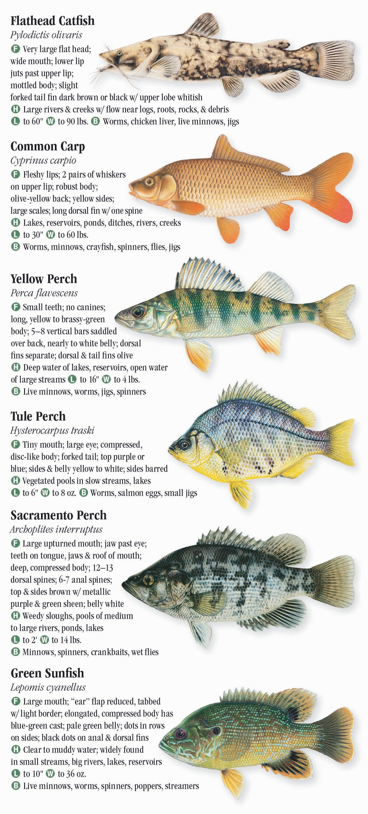 Fresh Water Fishes of Central & Northern California – Quick Reference ...