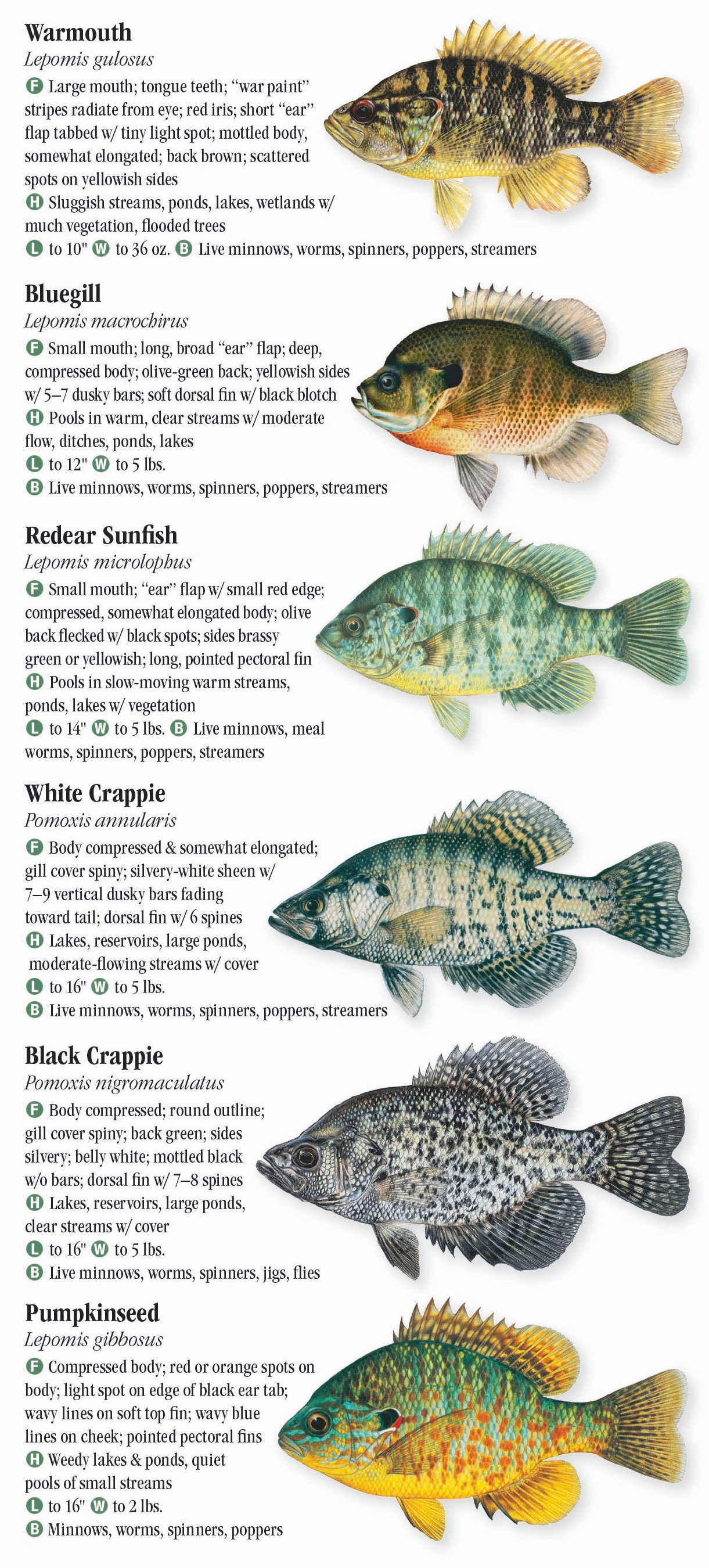 Fresh Water Fishes of Central & Northern California – Quick Reference ...