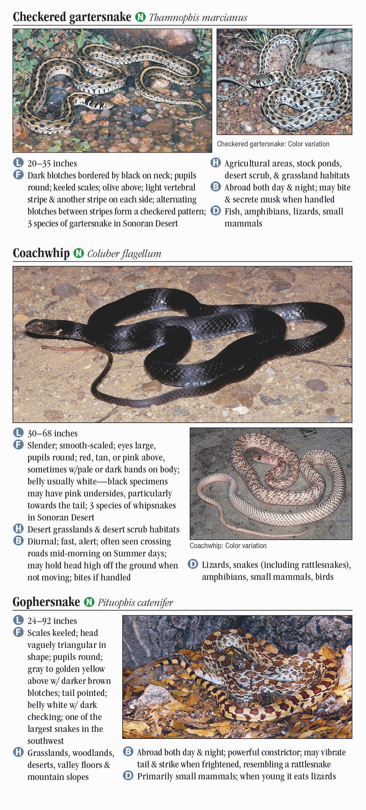 Reptiles & Amphibians of Sonoran Desert – Quick Reference Publishing Retail