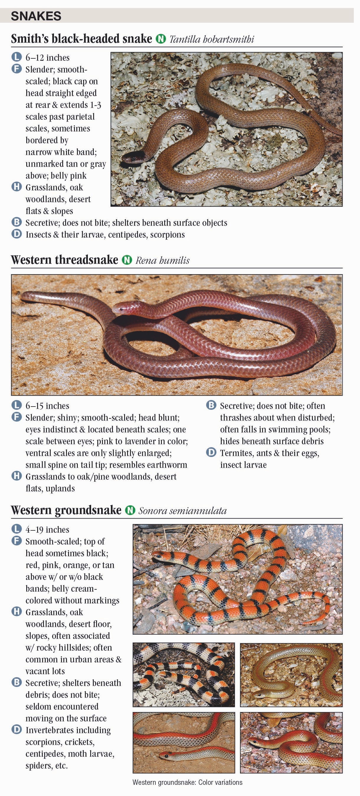 Reptiles & Amphibians of Mojave Desert – Quick Reference Publishing Retail