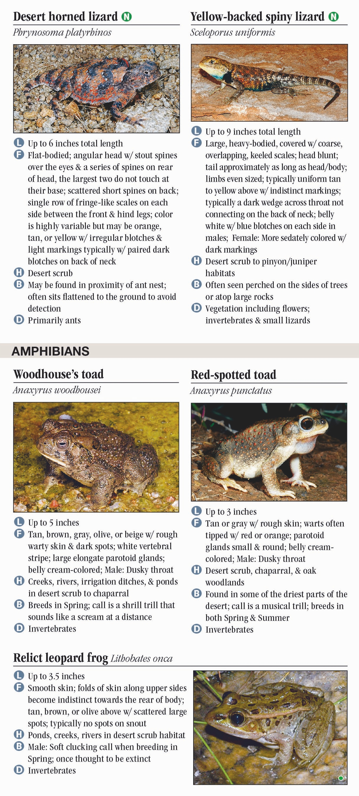 Reptiles & Amphibians Of Mojave Desert – Quick Reference Publishing Retail