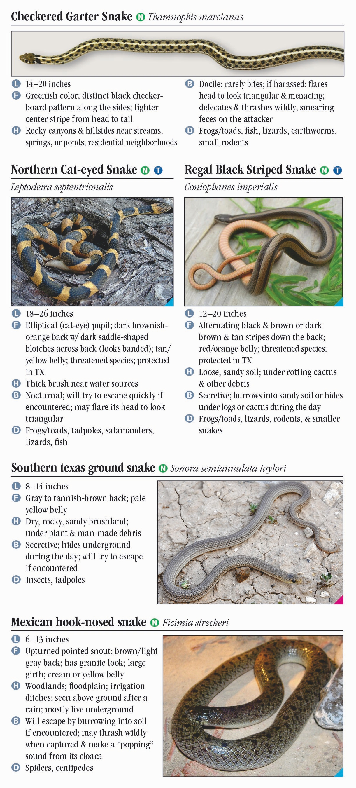 Snakes of South Texas – Quick Reference Publishing Retail