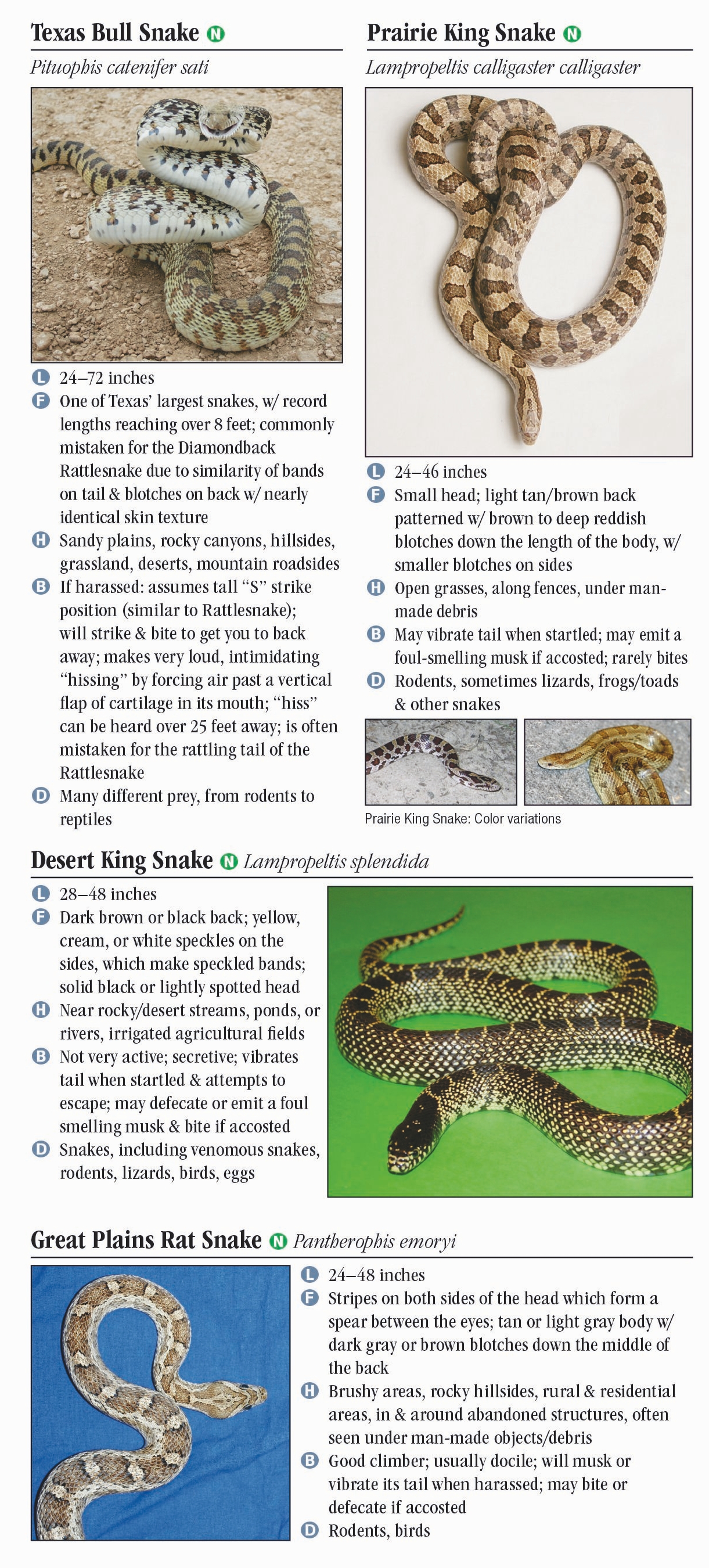 Snakes of South Texas Quick Reference Publishing Retail