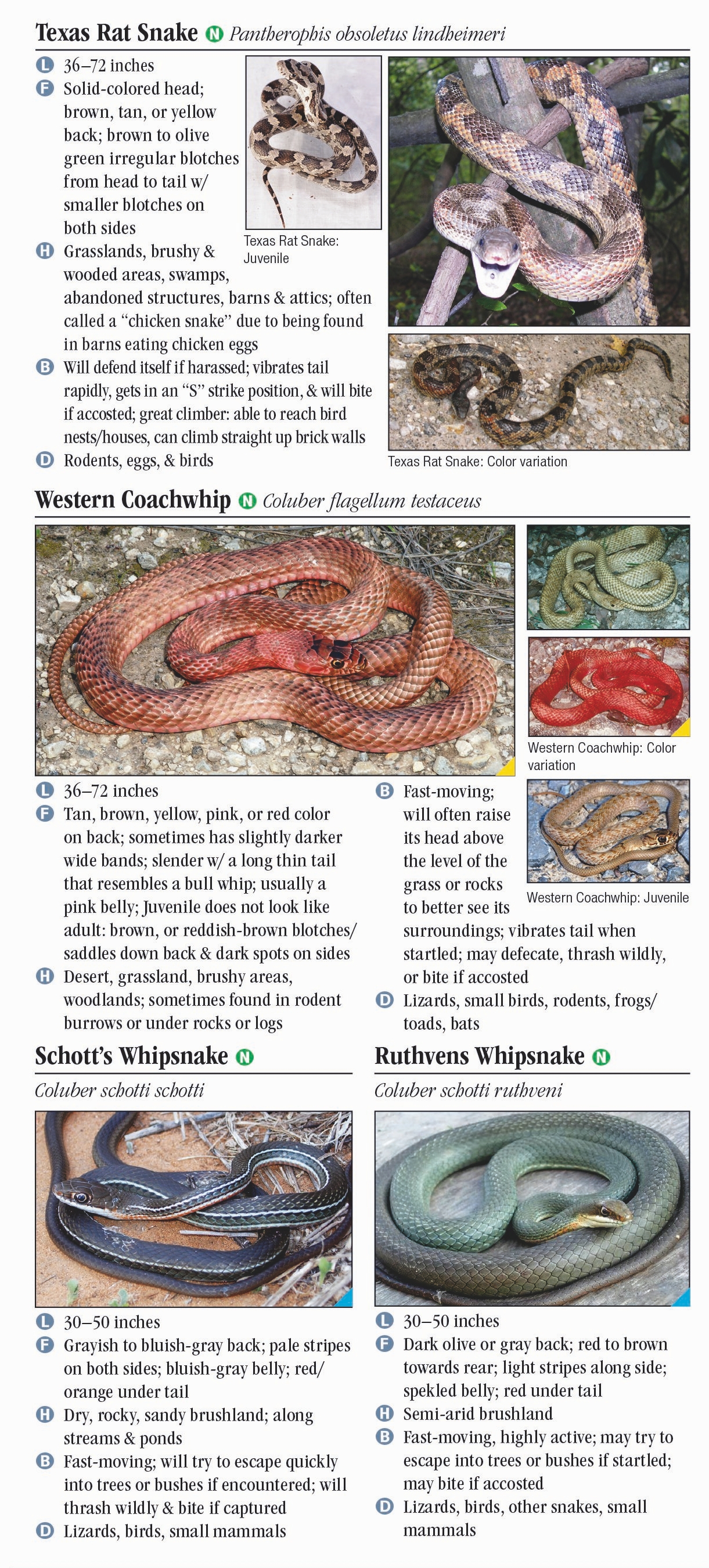 Snakes of South Texas – Quick Reference Publishing Retail