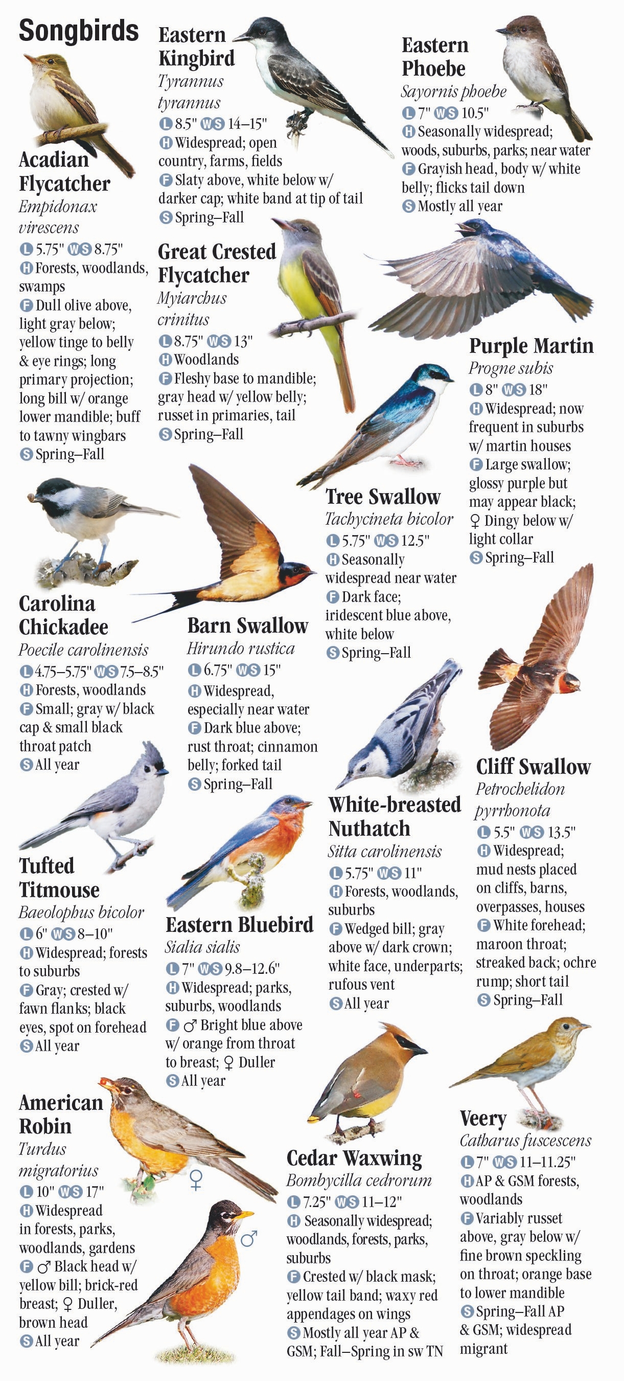 Birds of Tennessee including The Great Smoky Mountains – Quick ...