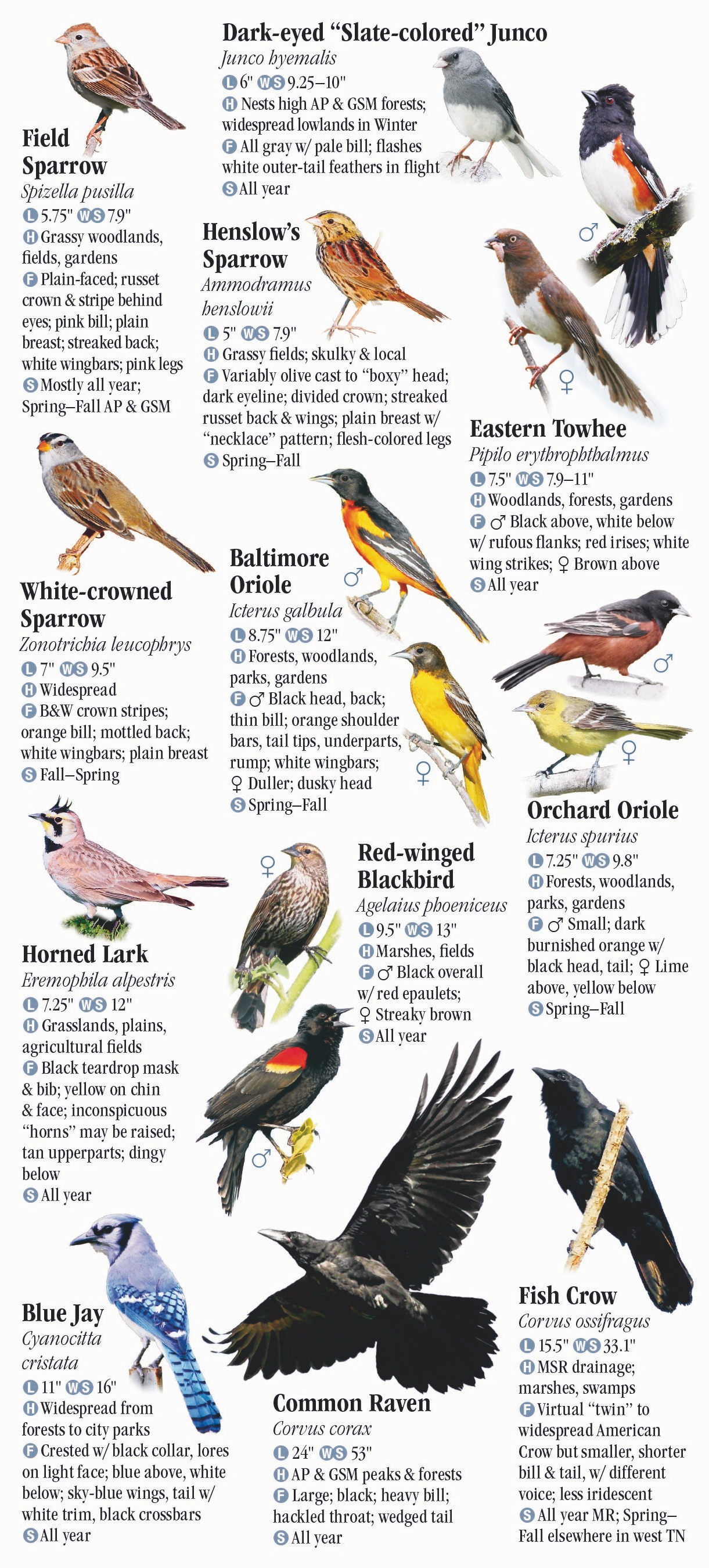 Birds of Tennessee including The Great Smoky Mountains – Quick ...