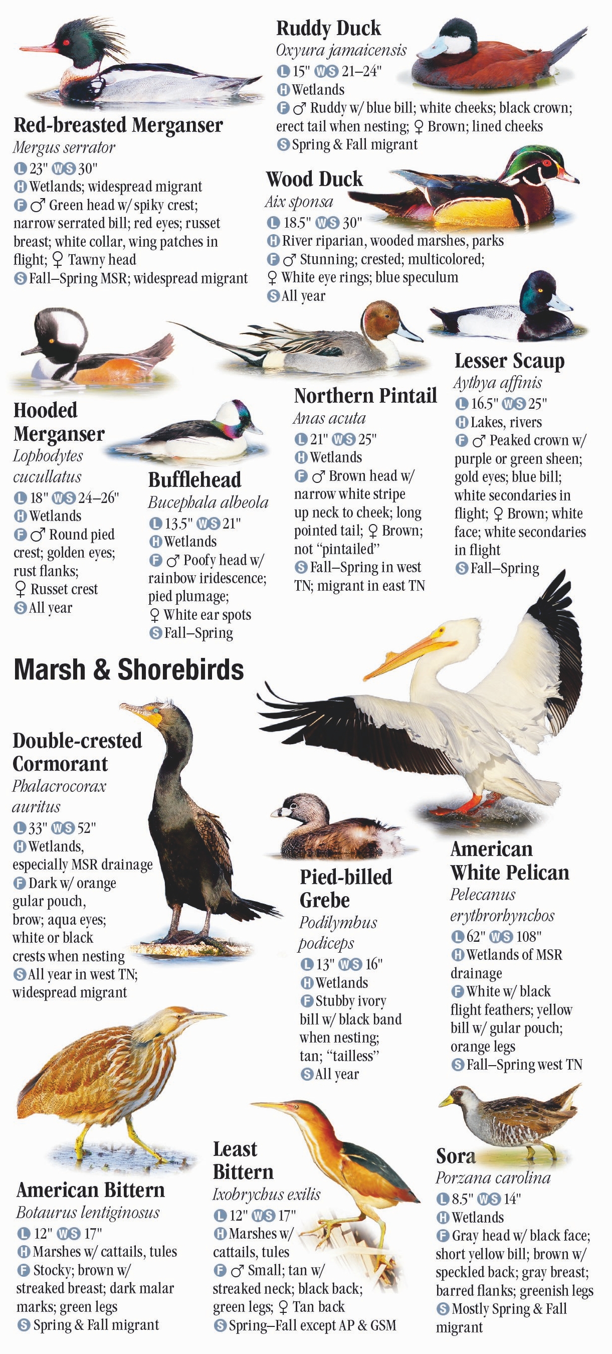 Birds of Tennessee including The Great Smoky Mountains – Quick ...