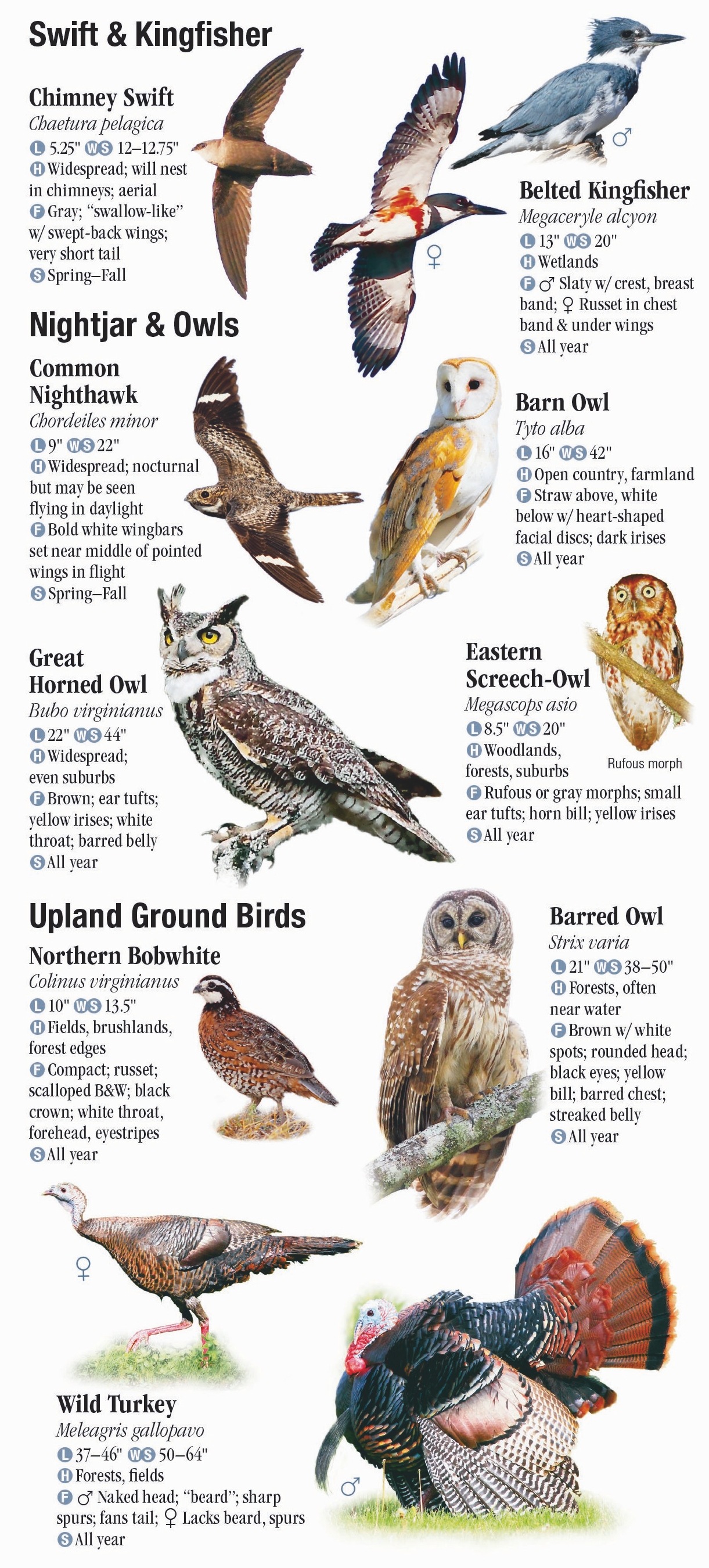 Birds of Tennessee including The Great Smoky Mountains – Quick ...