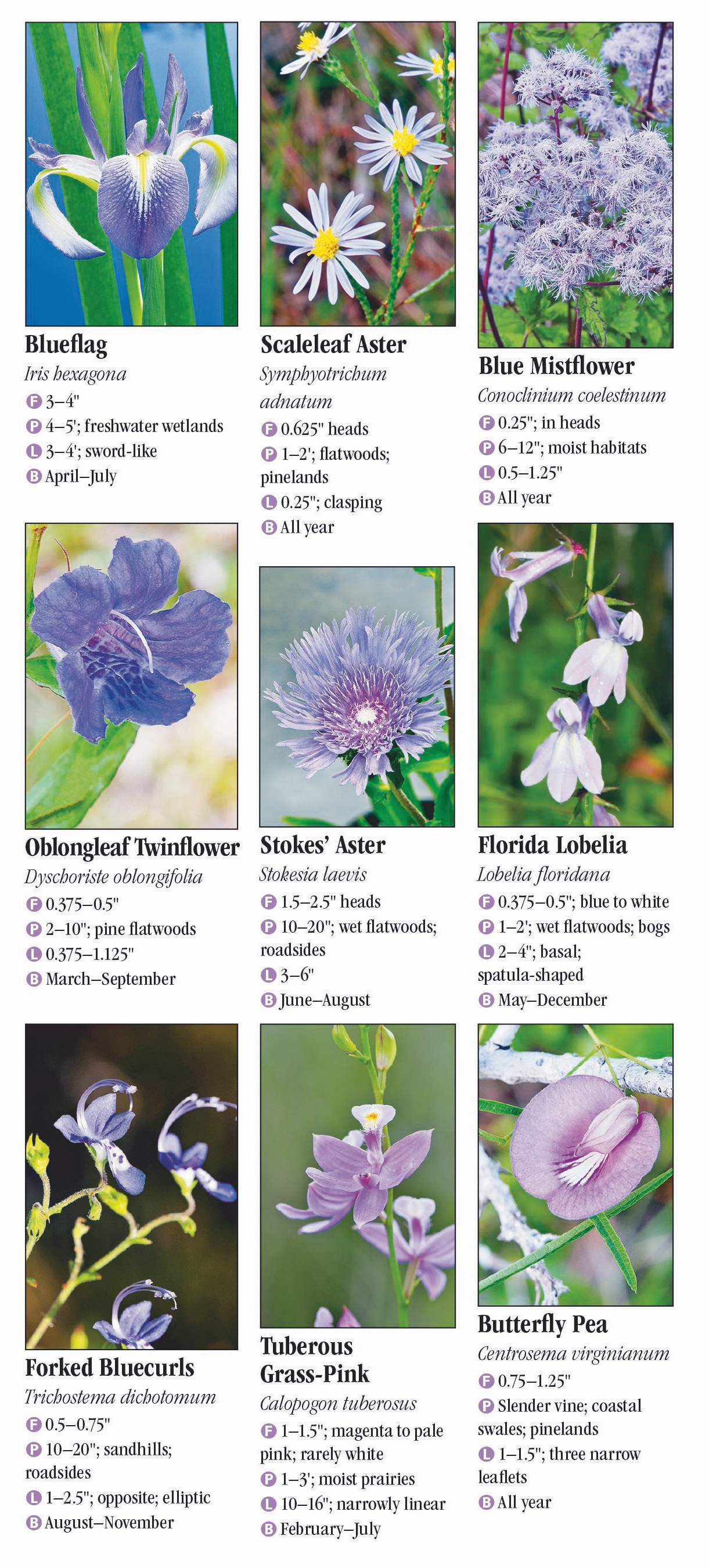 Wildflowers of the Southern Coastal Plain – Quick Reference Publishing ...