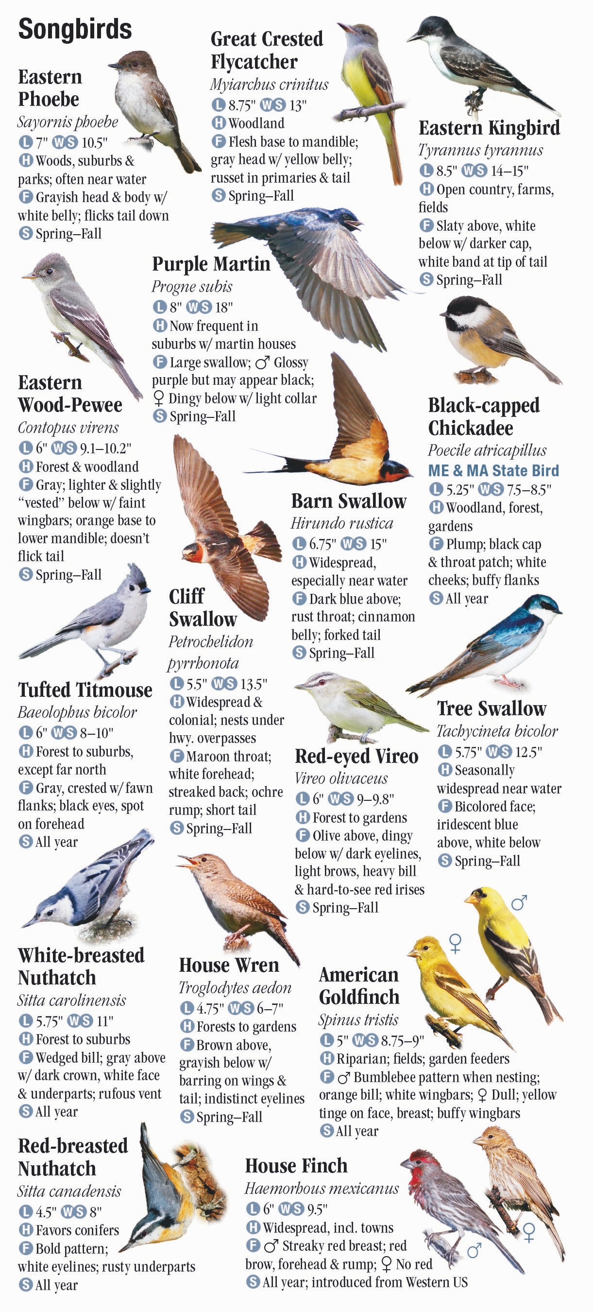 Birds of New England – Quick Reference Publishing Retail