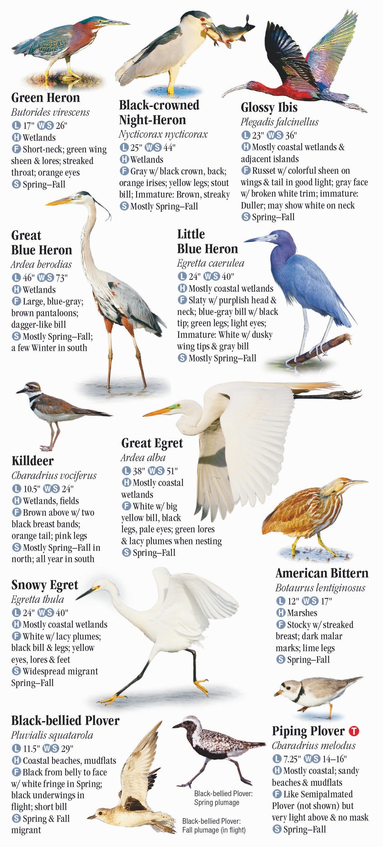 Birds of New England – Quick Reference Publishing Retail