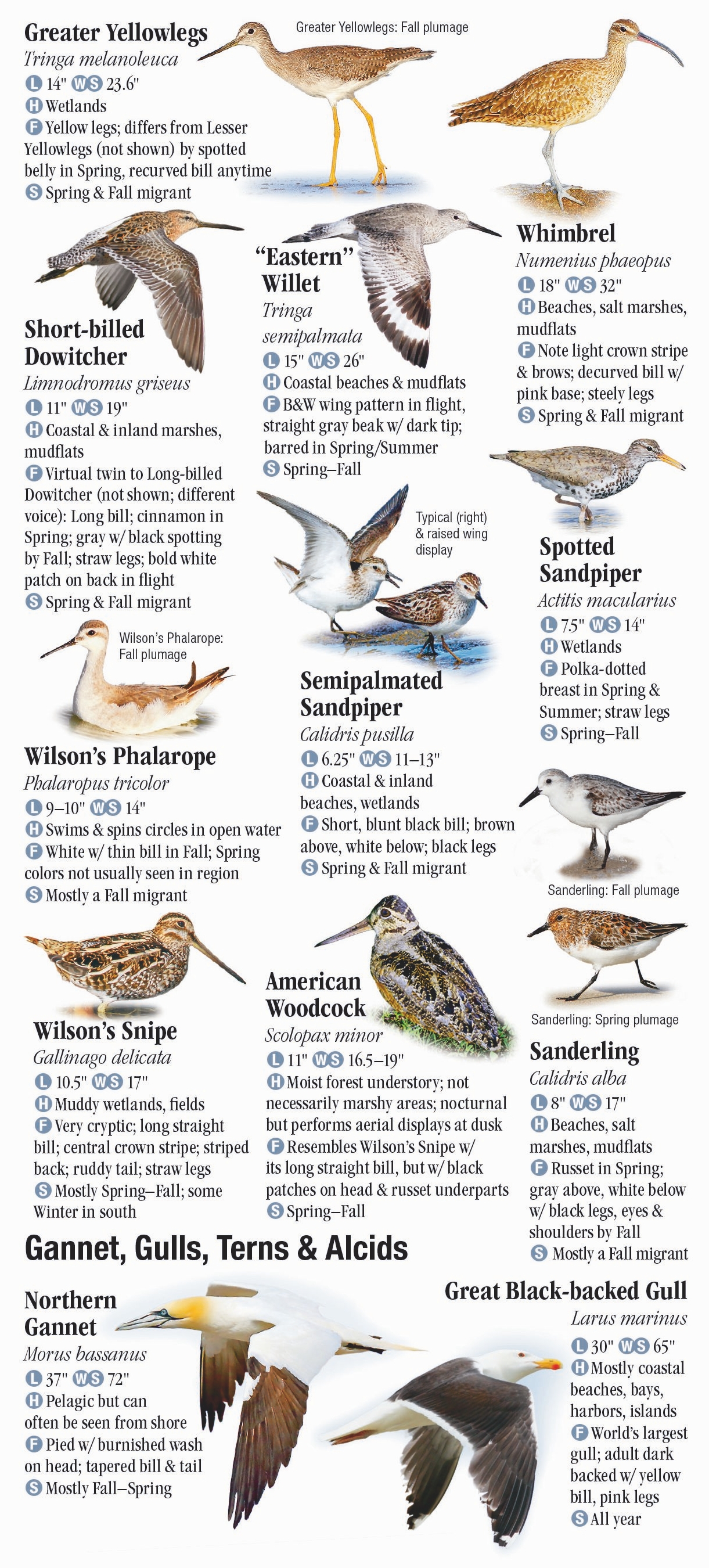 Birds of New England – Quick Reference Publishing Retail