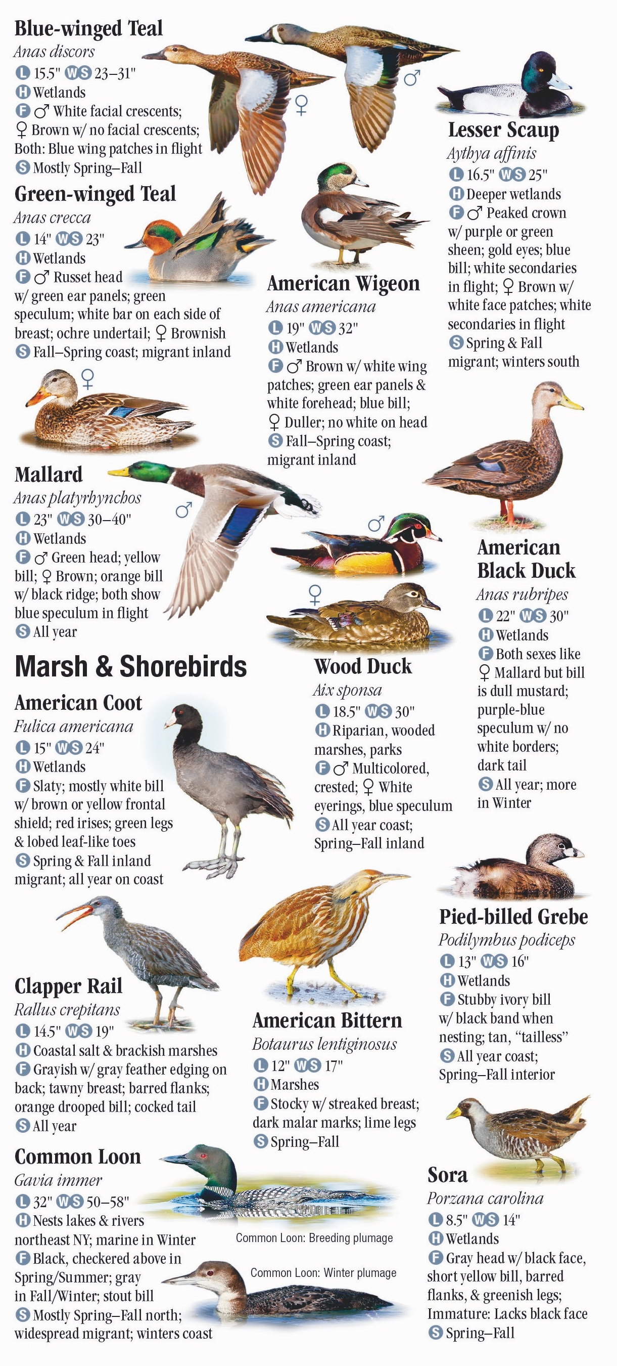 Birds of the Mid-Atlantic States – Quick Reference Publishing Retail