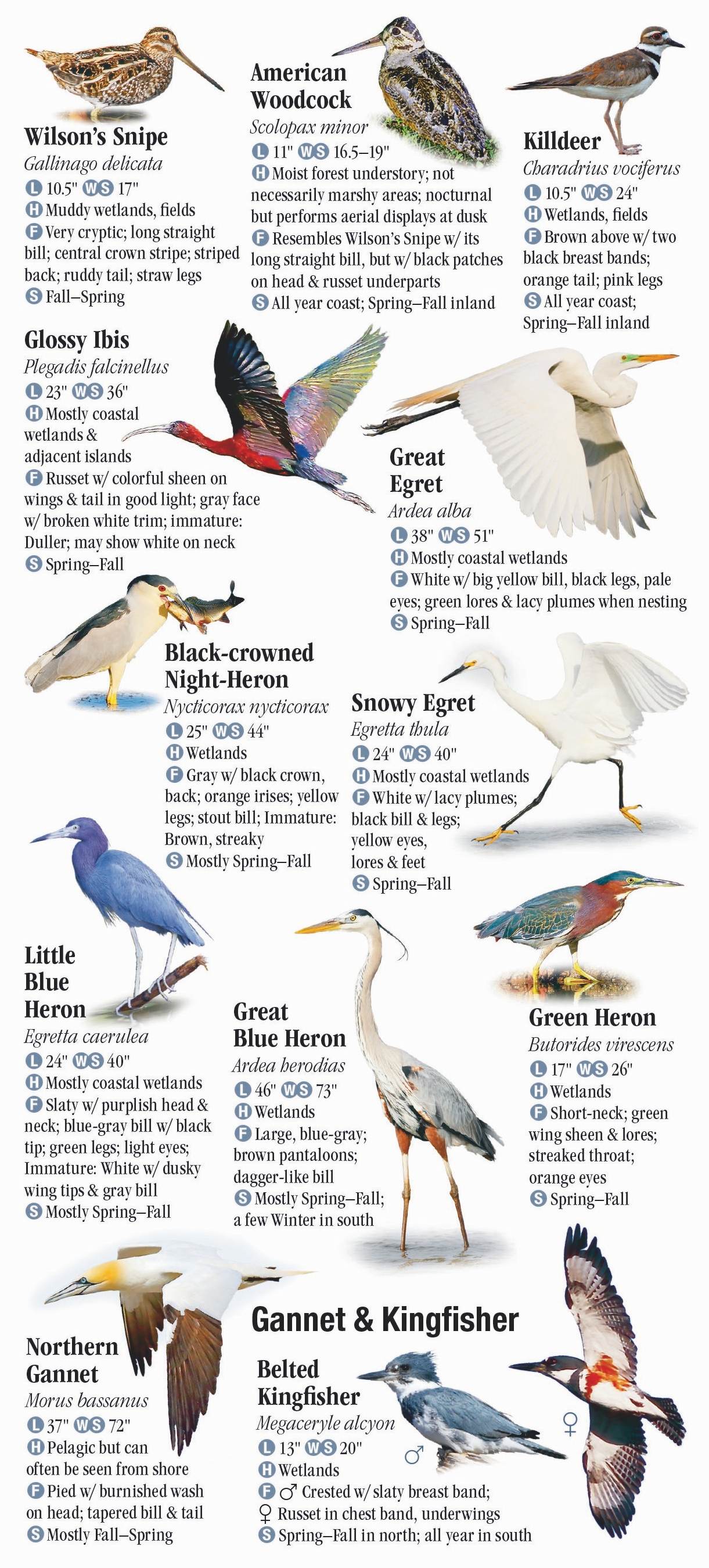 Birds of the Mid-Atlantic States – Quick Reference Publishing Retail