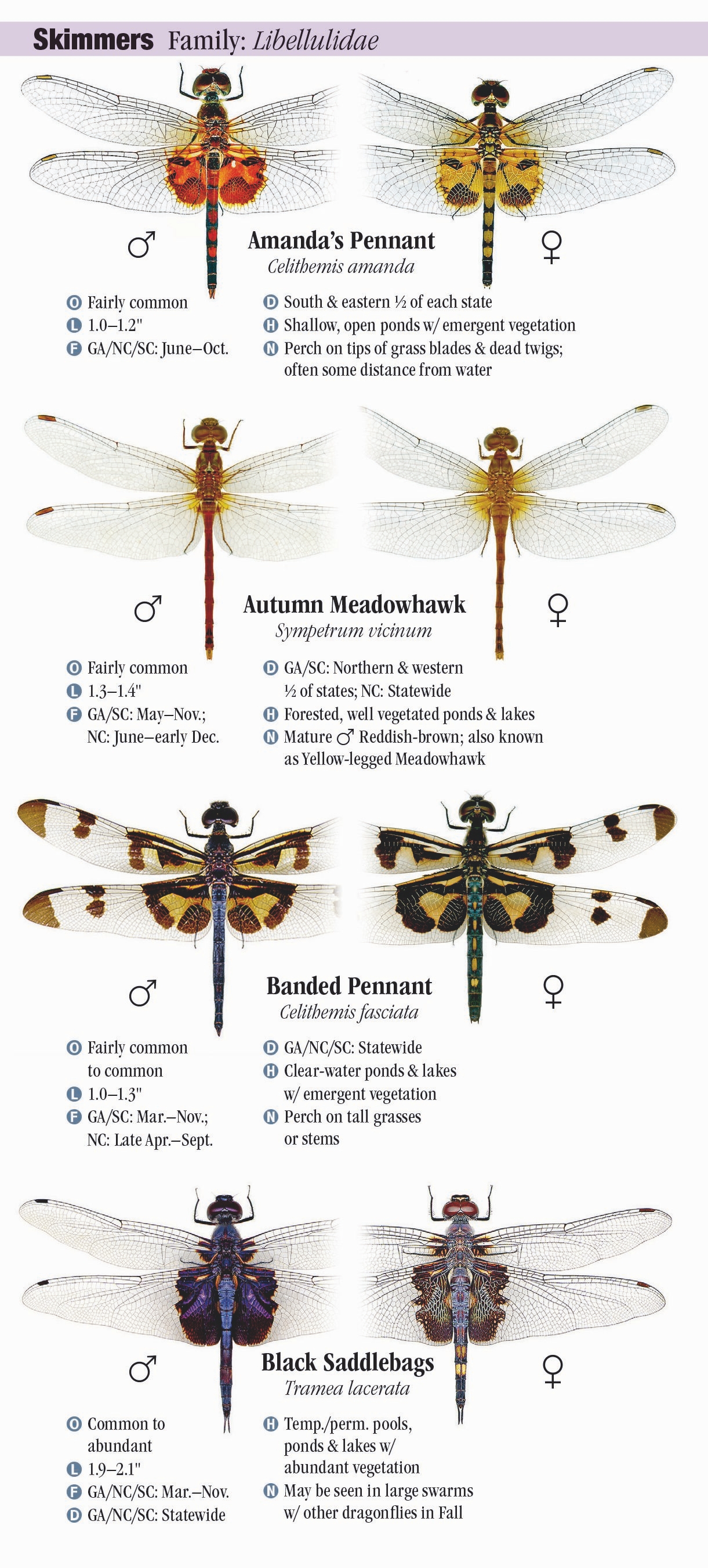 Dragonflies of North Carolina, South Carolina, and Georgia – Quick ...