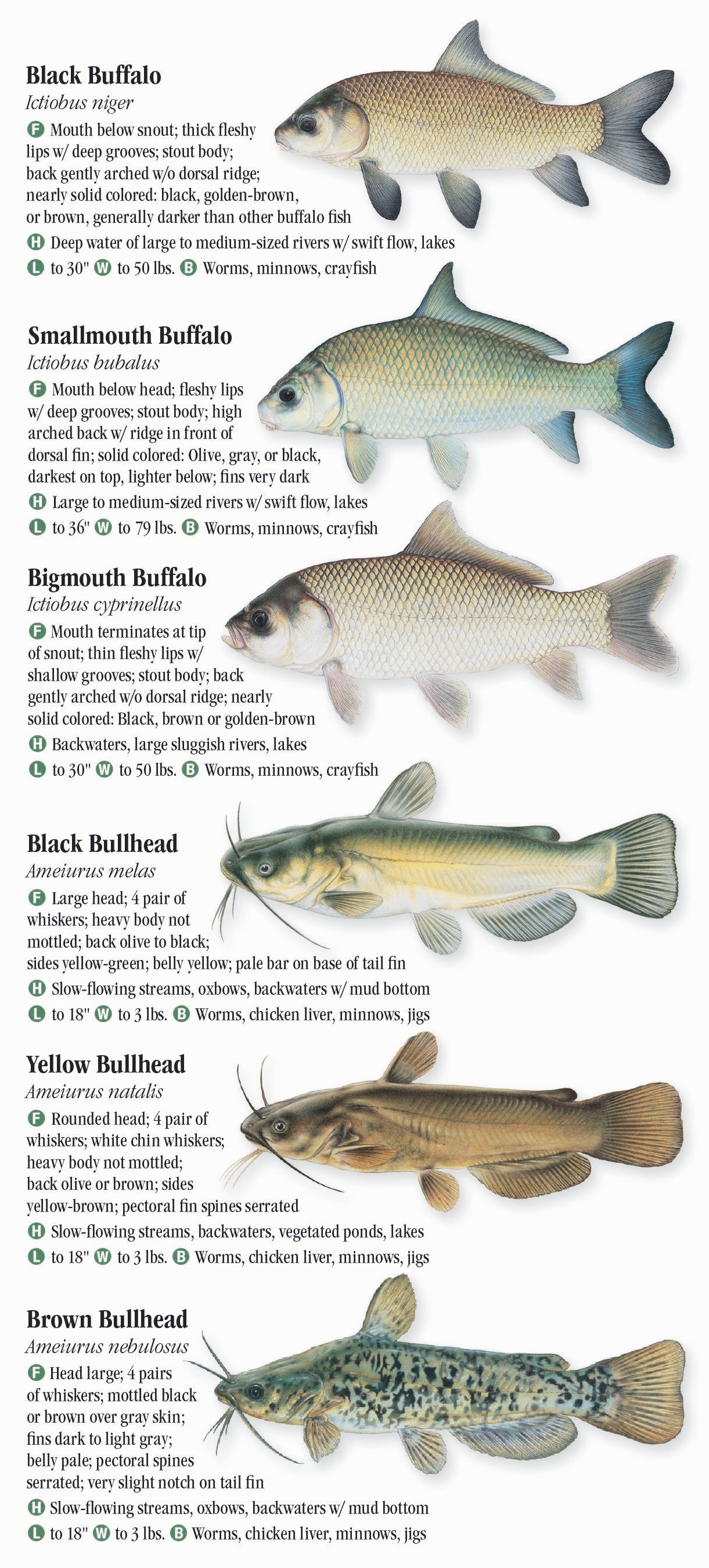 Fresh Water Fishes Of The Great Lakes – Quick Reference Publishing Retail