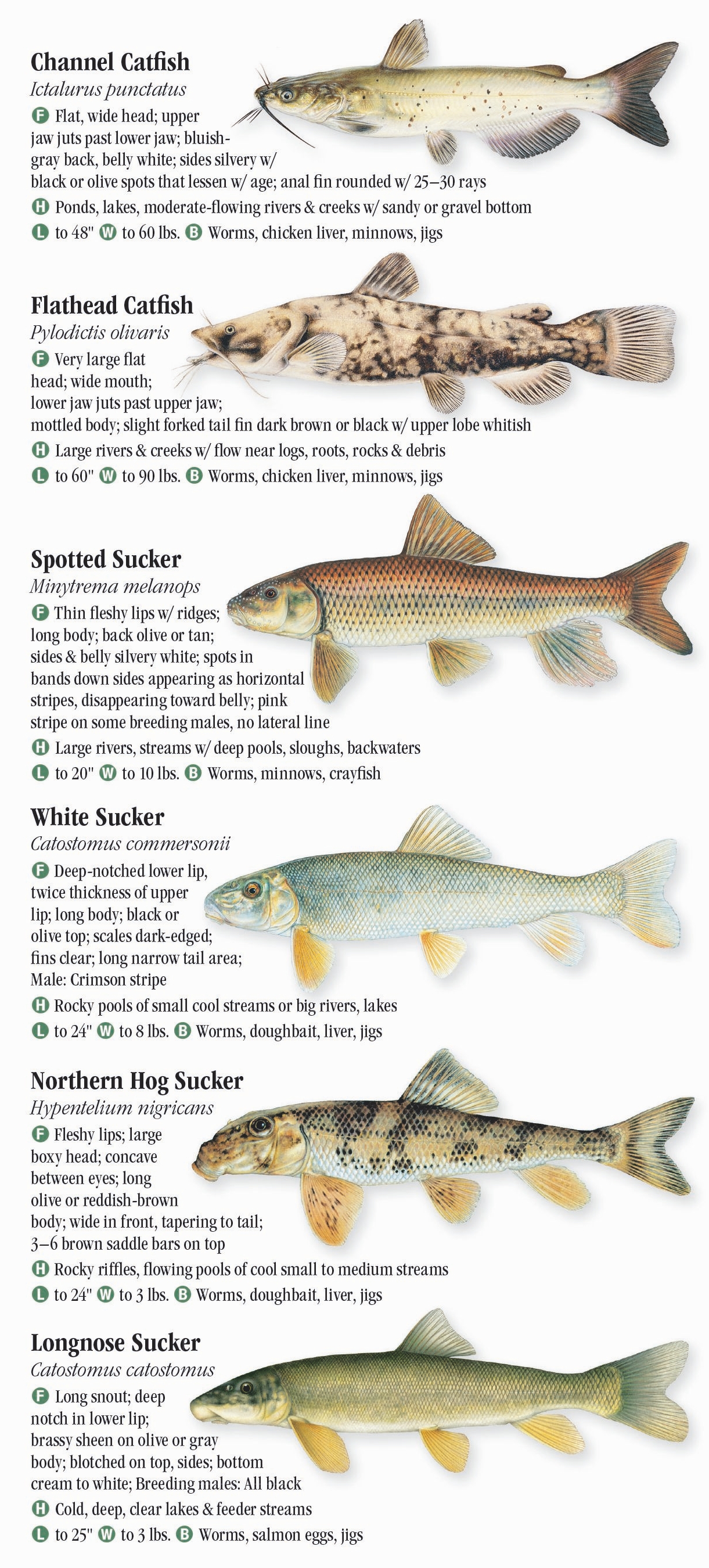 Fresh Water Fishes of the Great Lakes – Quick Reference Publishing Retail