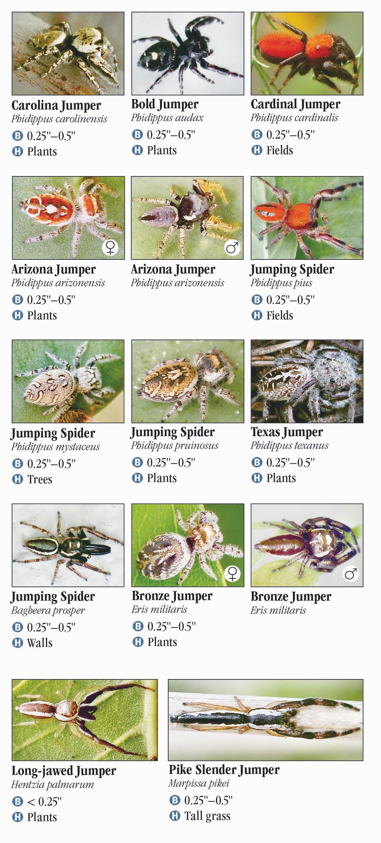 South Texas Spiders Identification Chart