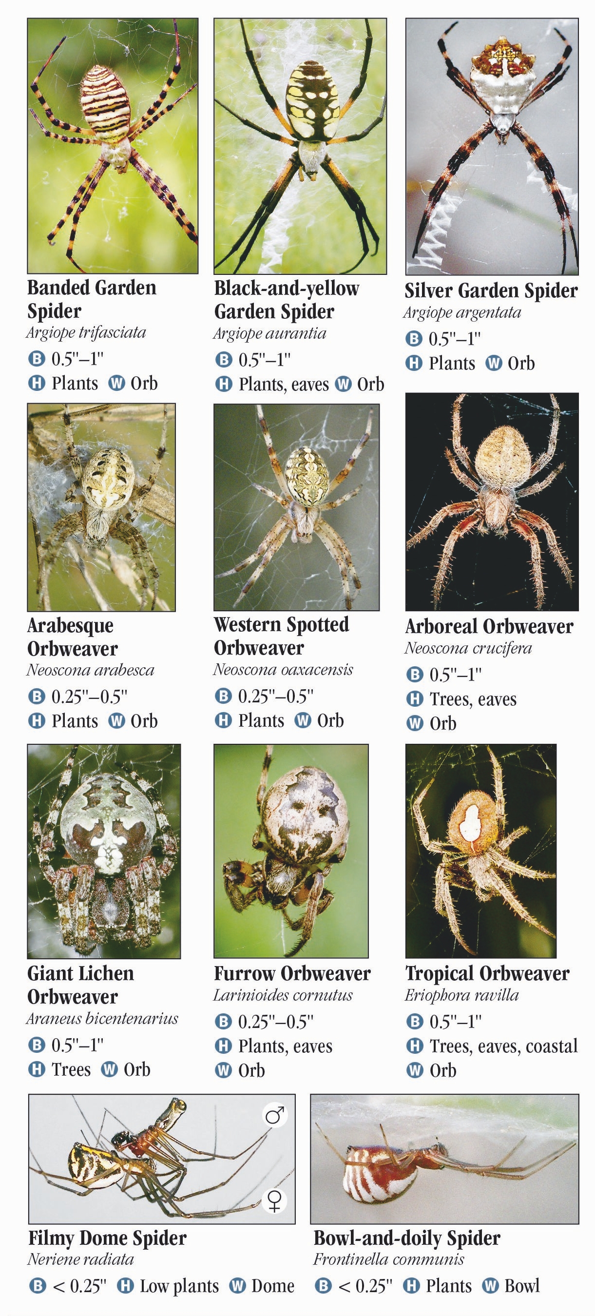 South Texas Spiders Identification Chart