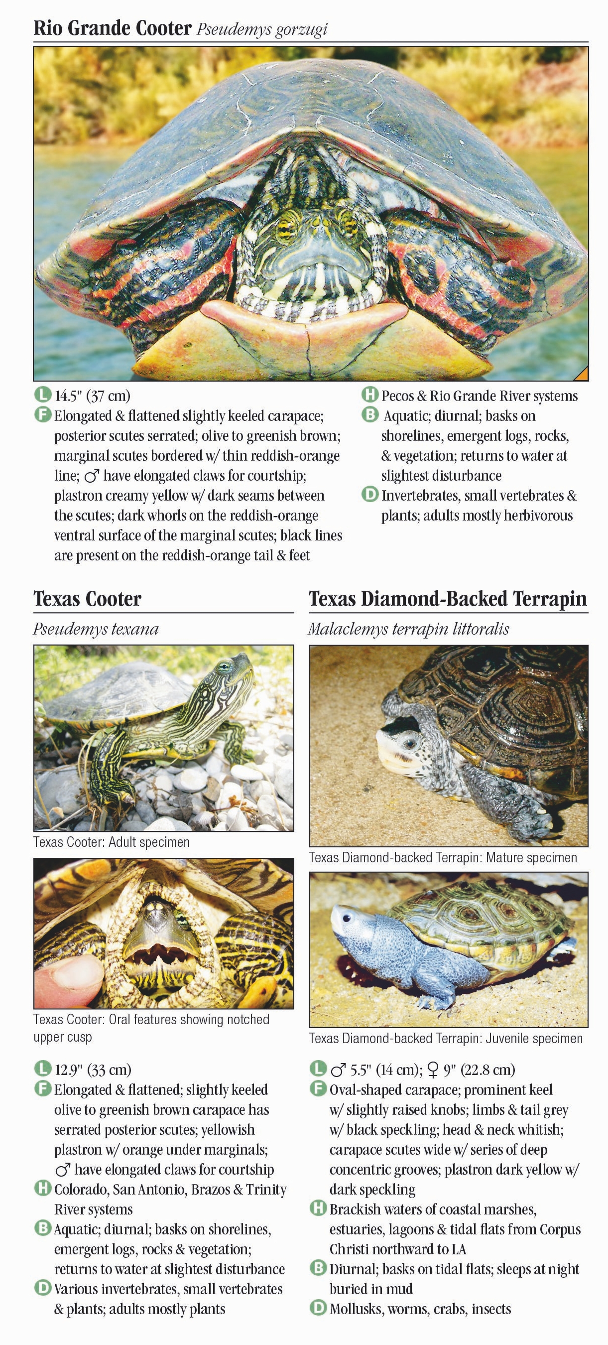 Turtles of Texas – Quick Reference Publishing Retail