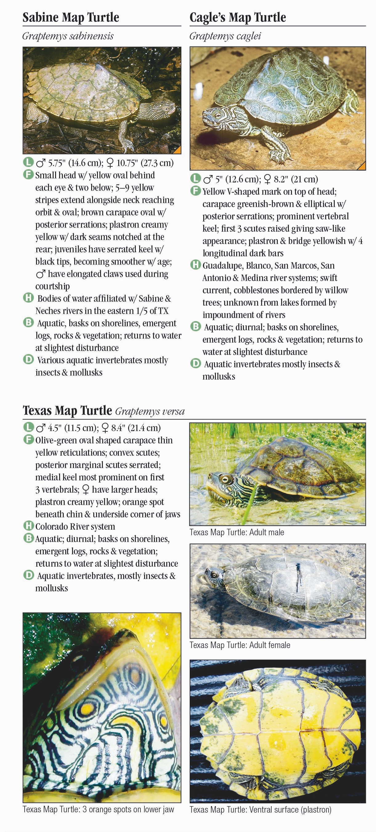 Turtles of Texas – Quick Reference Publishing Retail