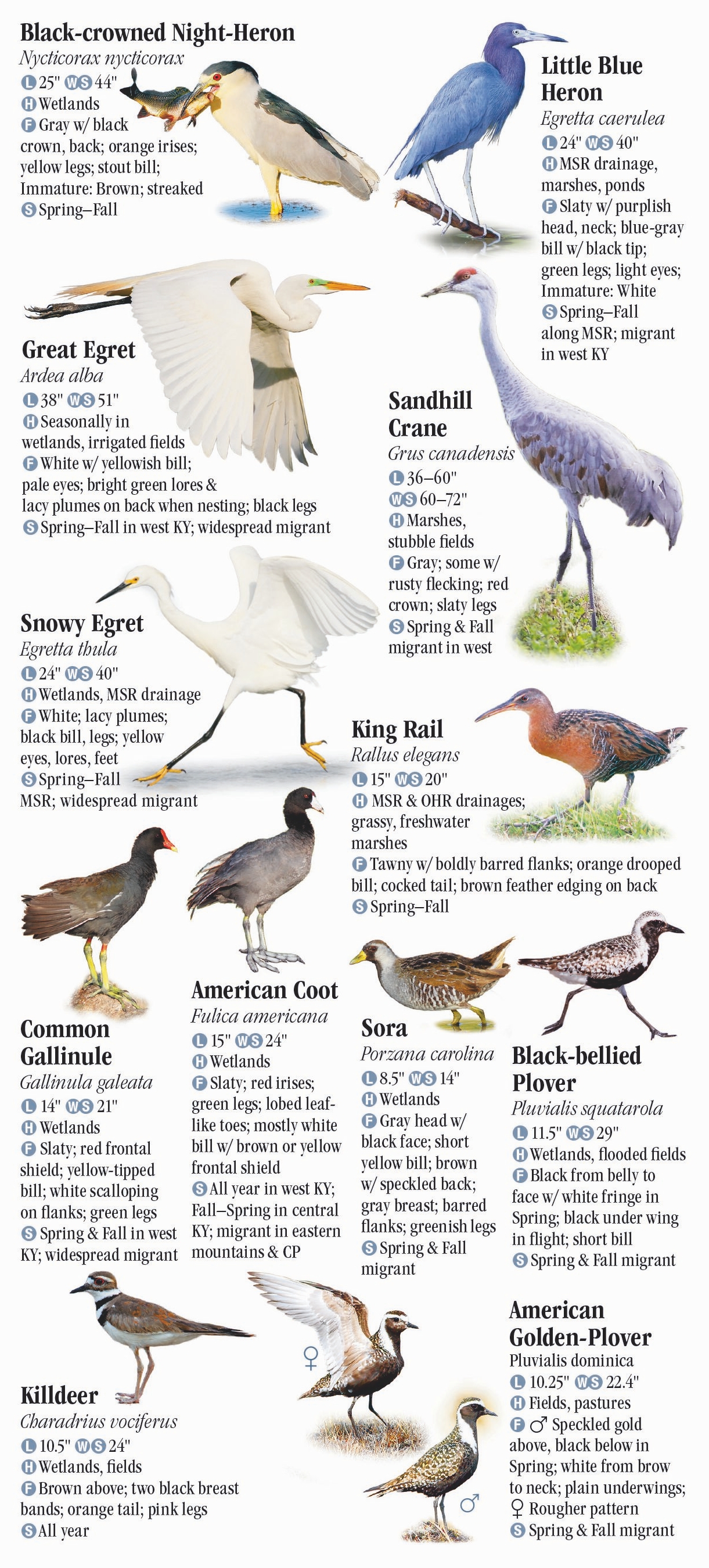 Birds of Kentucky – Quick Reference Publishing Retail