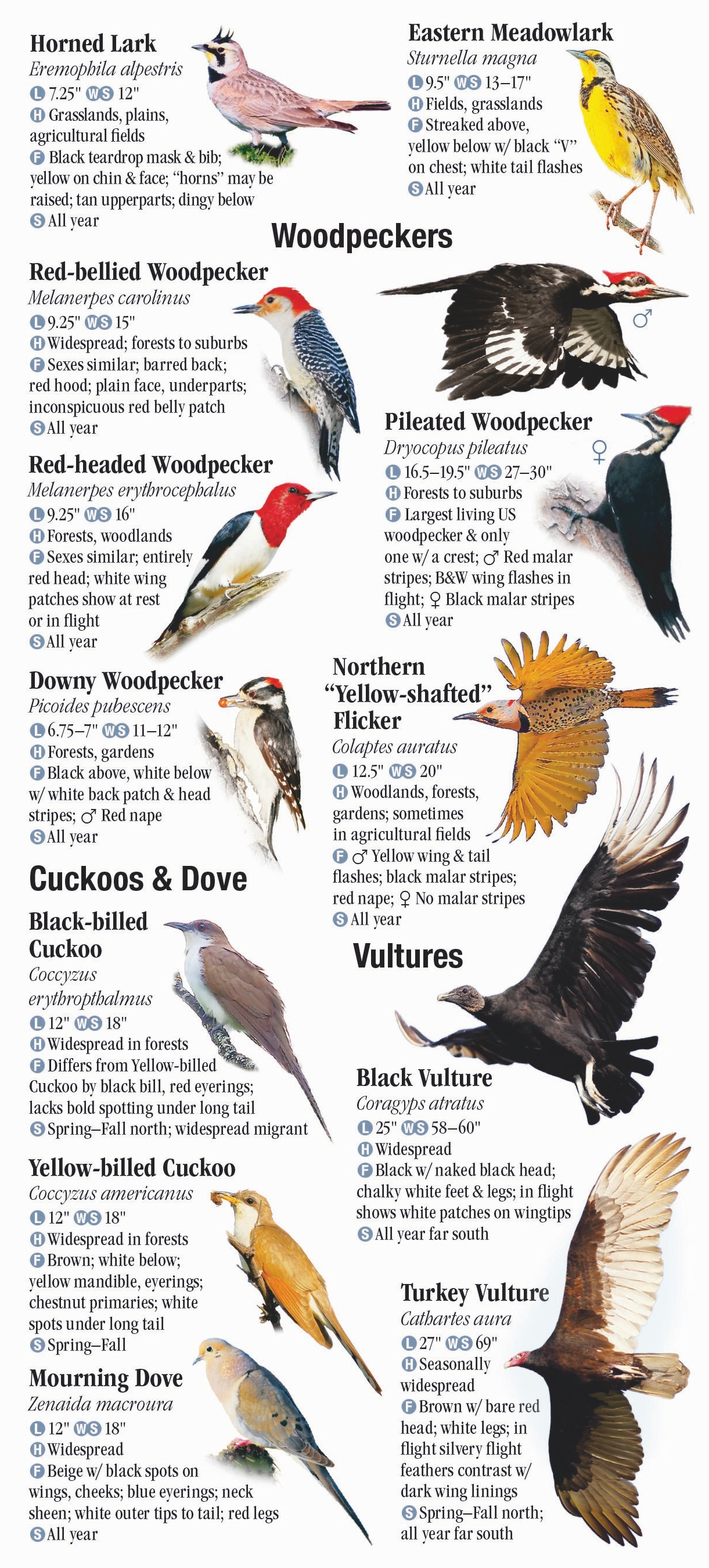 Birds of Missouri – Quick Reference Publishing Retail