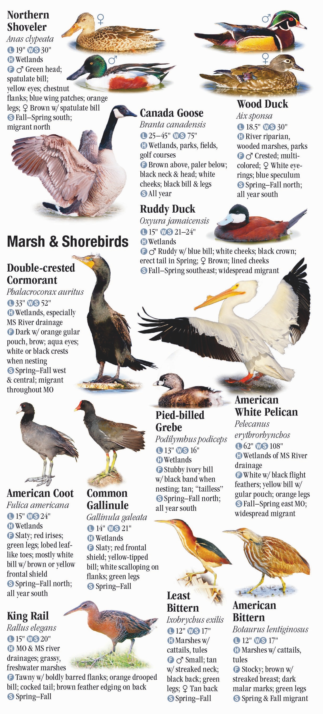 Birds of Missouri – Quick Reference Publishing Retail