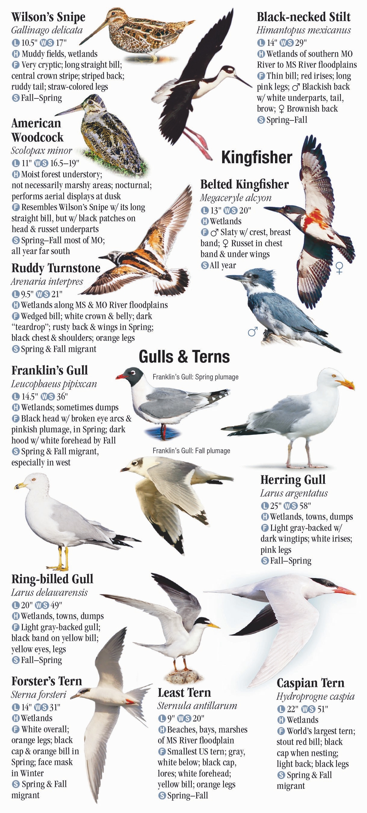 Birds of Missouri – Quick Reference Publishing Retail