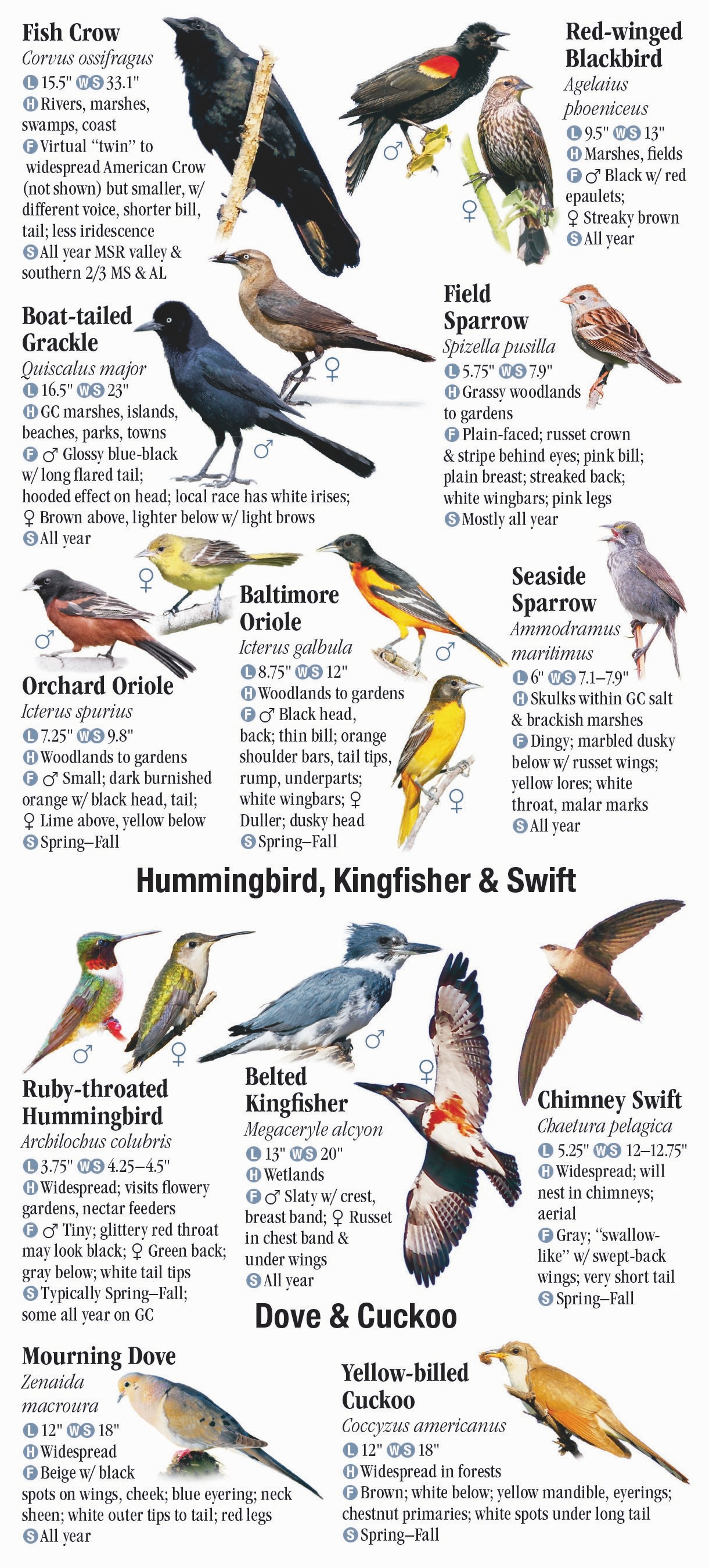 Types Of Birds In Mississippi